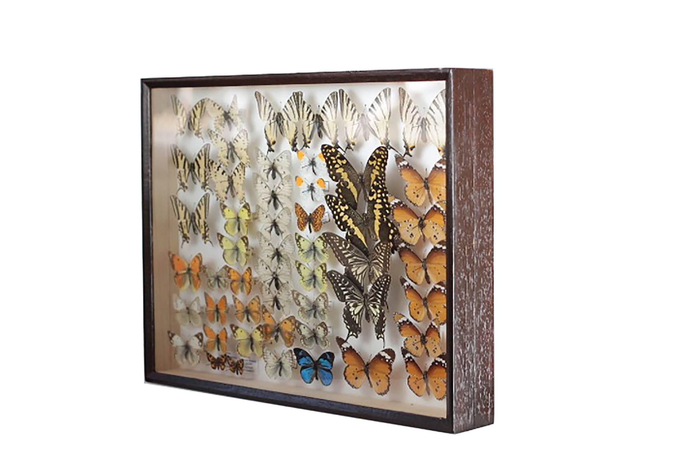 20th Century Pair of Vintage Belgian Museum Butterfly Collection