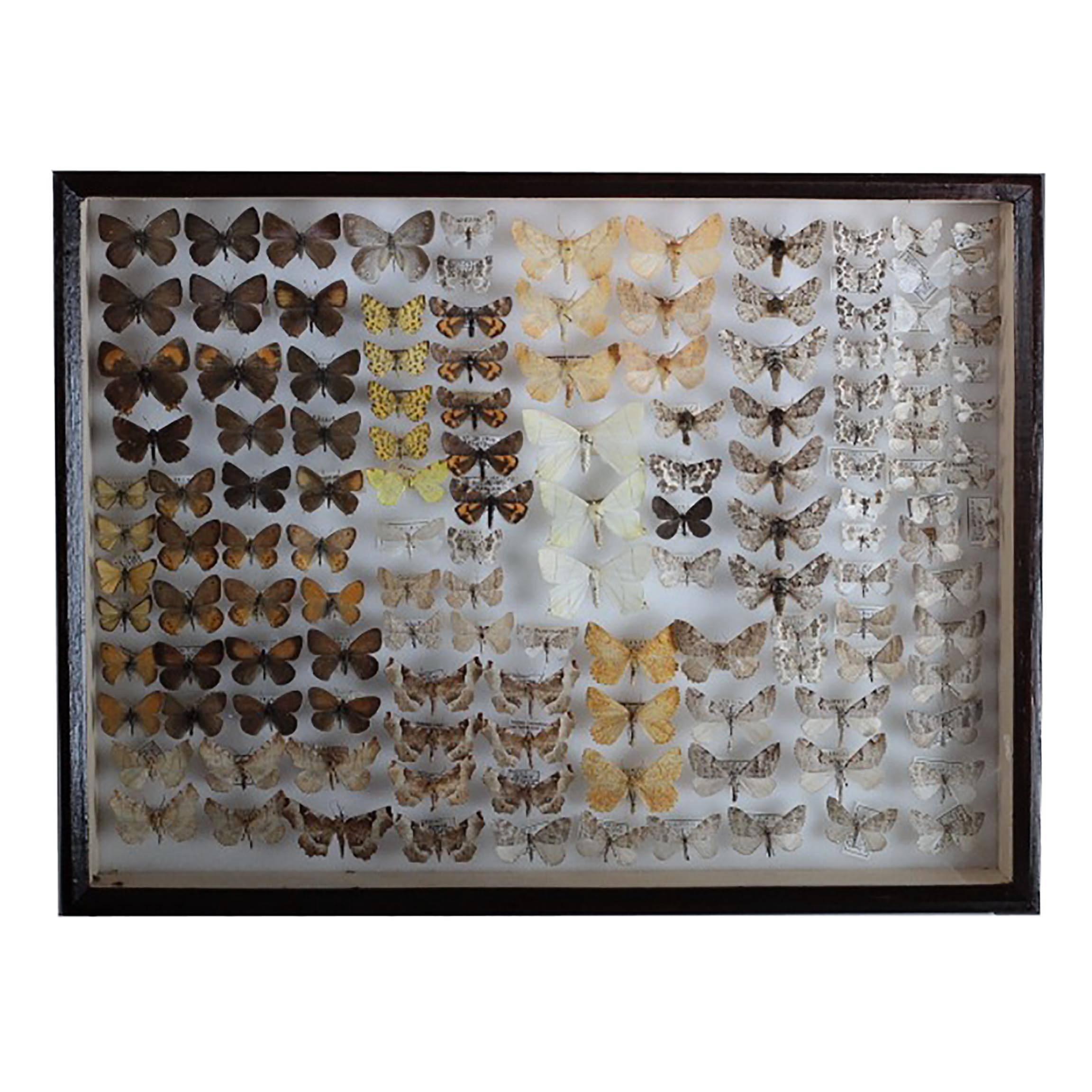Belgian museum collection of mounted, labeled and dated Lycaonid European butterflies in beautiful, hardwood cases, circa 1960-1995. 