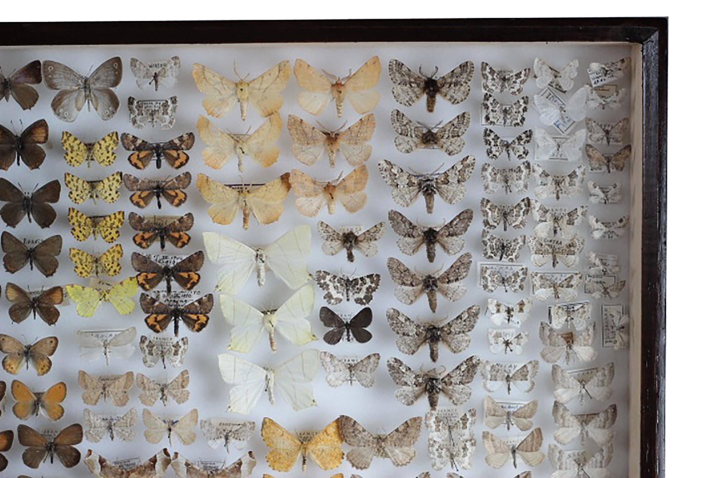 Pair of Vintage Belgian Museum Butterfly Collection In Excellent Condition In San Francisco, CA
