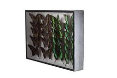 Tropical Butterfly Collection