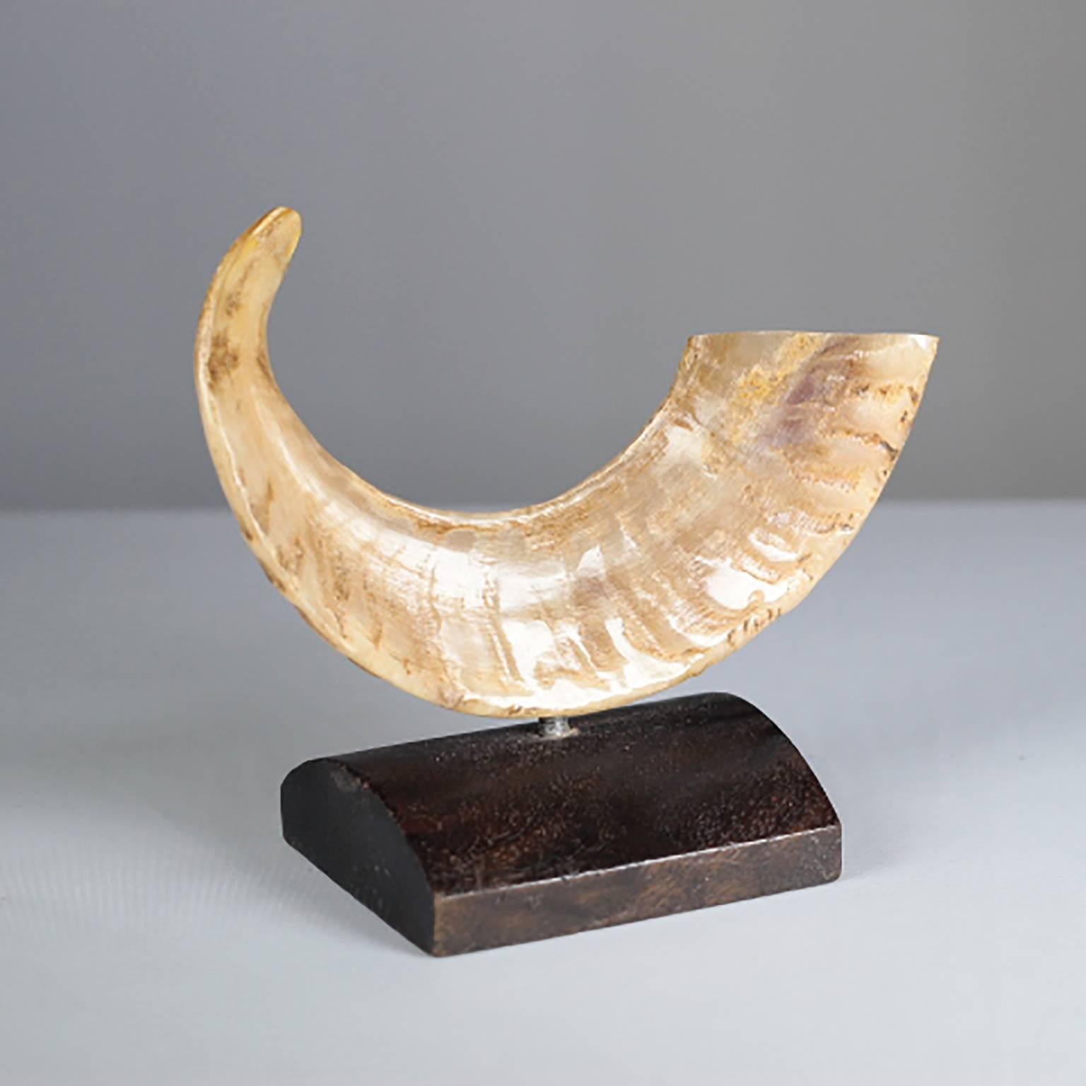 Early 20th Century Mounted Ram Horn 1