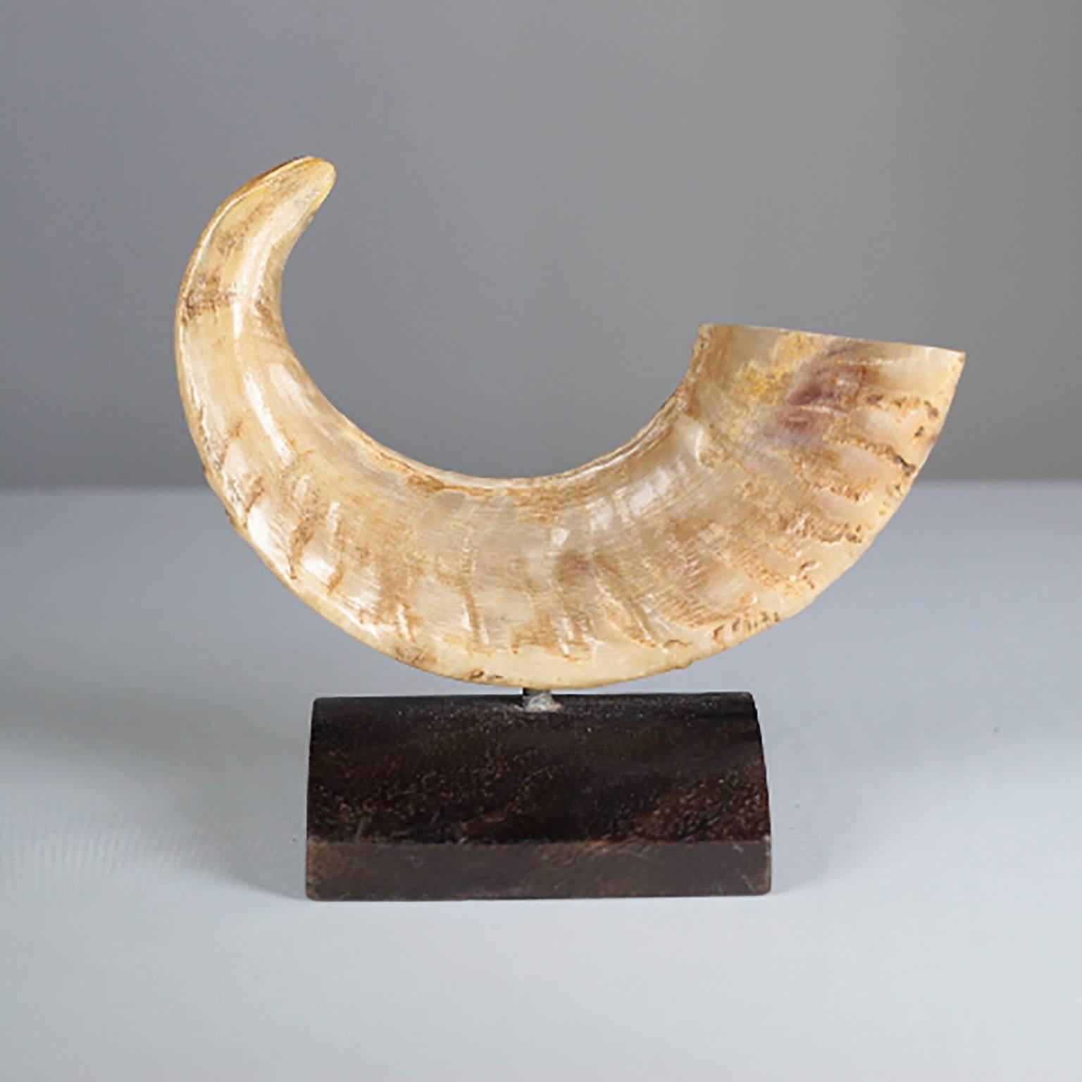 Early 20th Century Mounted Ram Horn In Excellent Condition In San Francisco, CA
