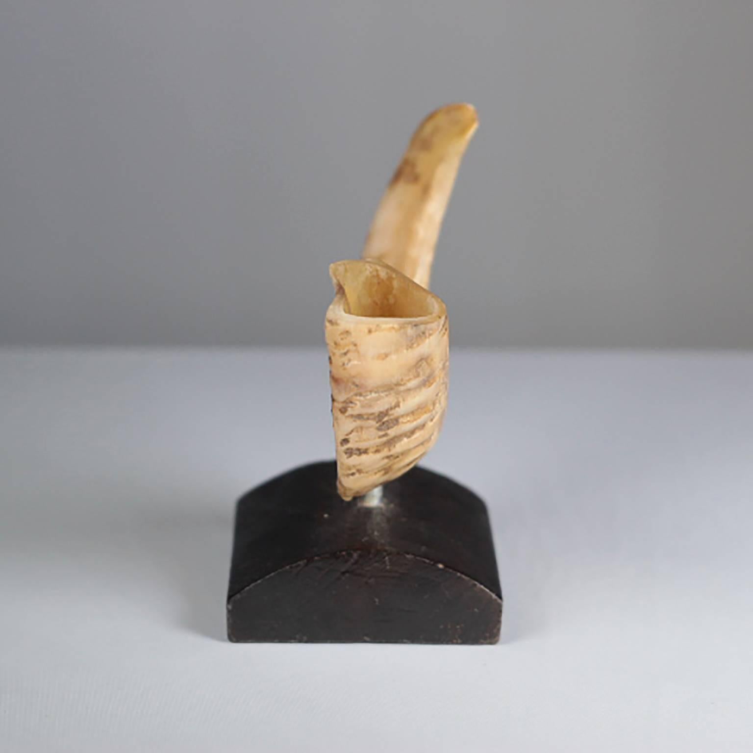 Mounted ram horn on wooden block. 