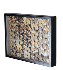 Collection of Exotic Chinese Butterflies