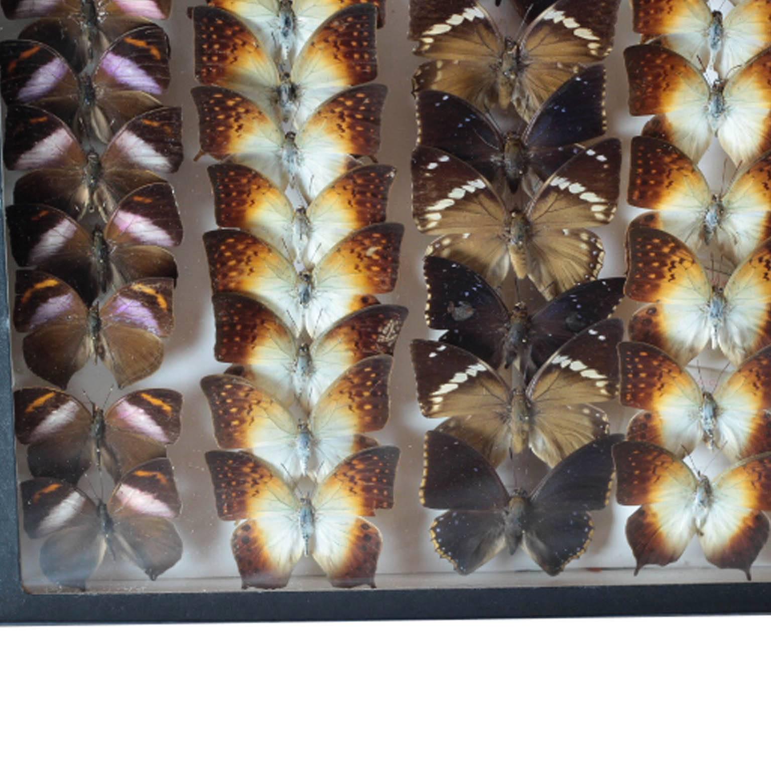 Collection of exotic rare Butterflies from South America in a soft collector's case with glass. 