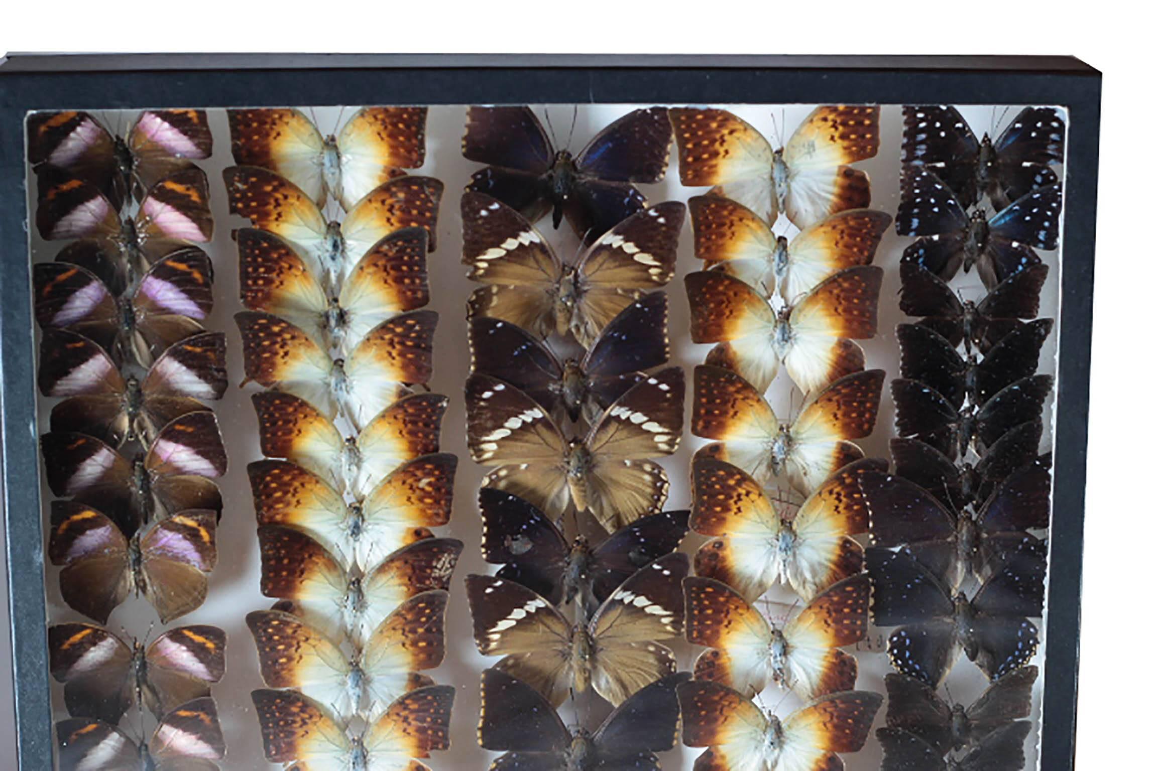 Brazilian Collection of Exotic Rare Butterflies