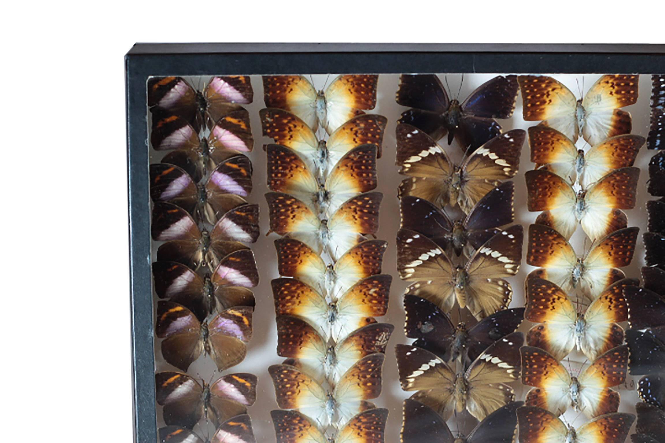 Collection of Exotic Rare Butterflies In Excellent Condition In San Francisco, CA