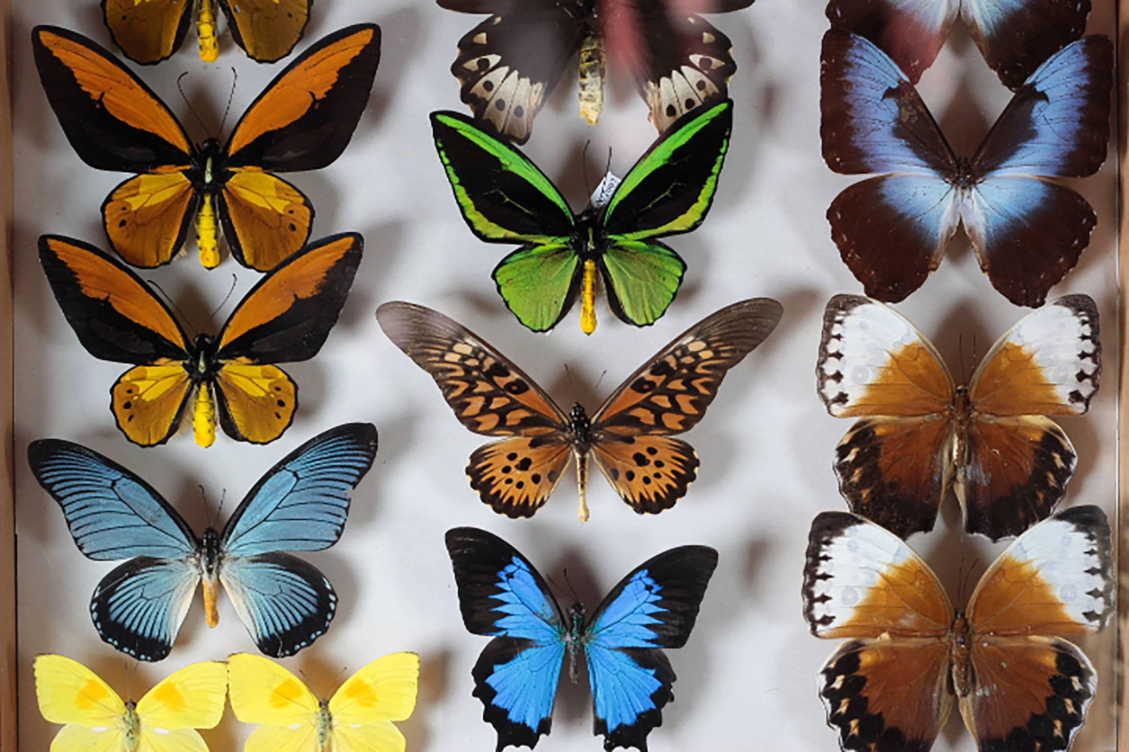 butterfly collections for sale
