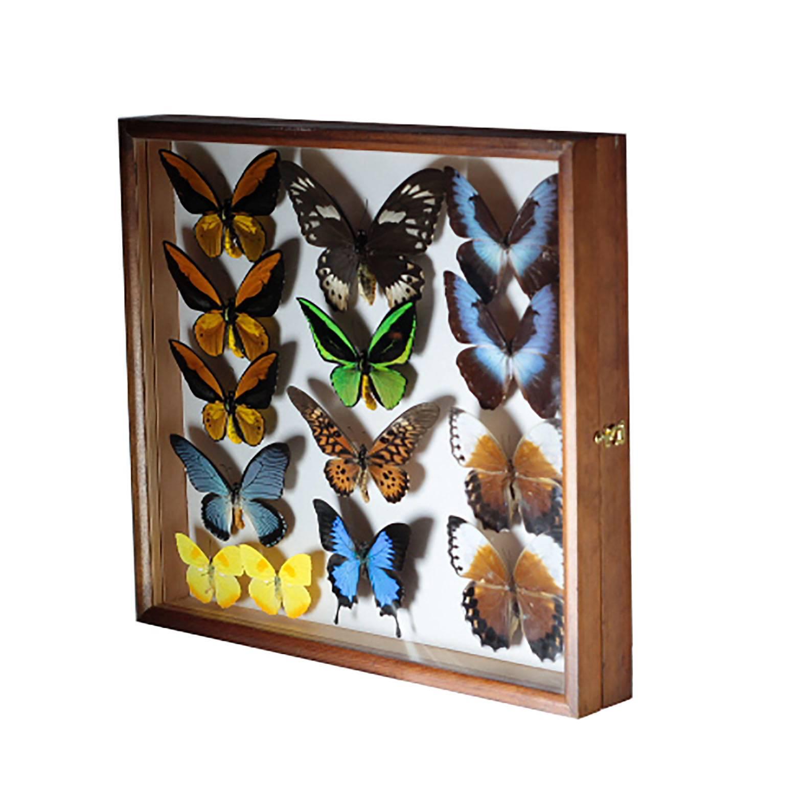 Collection of vibrant birdwing butterfies in latched glass and wooden collector's case. Origin of butterfles: Indonesia and New Guinea.