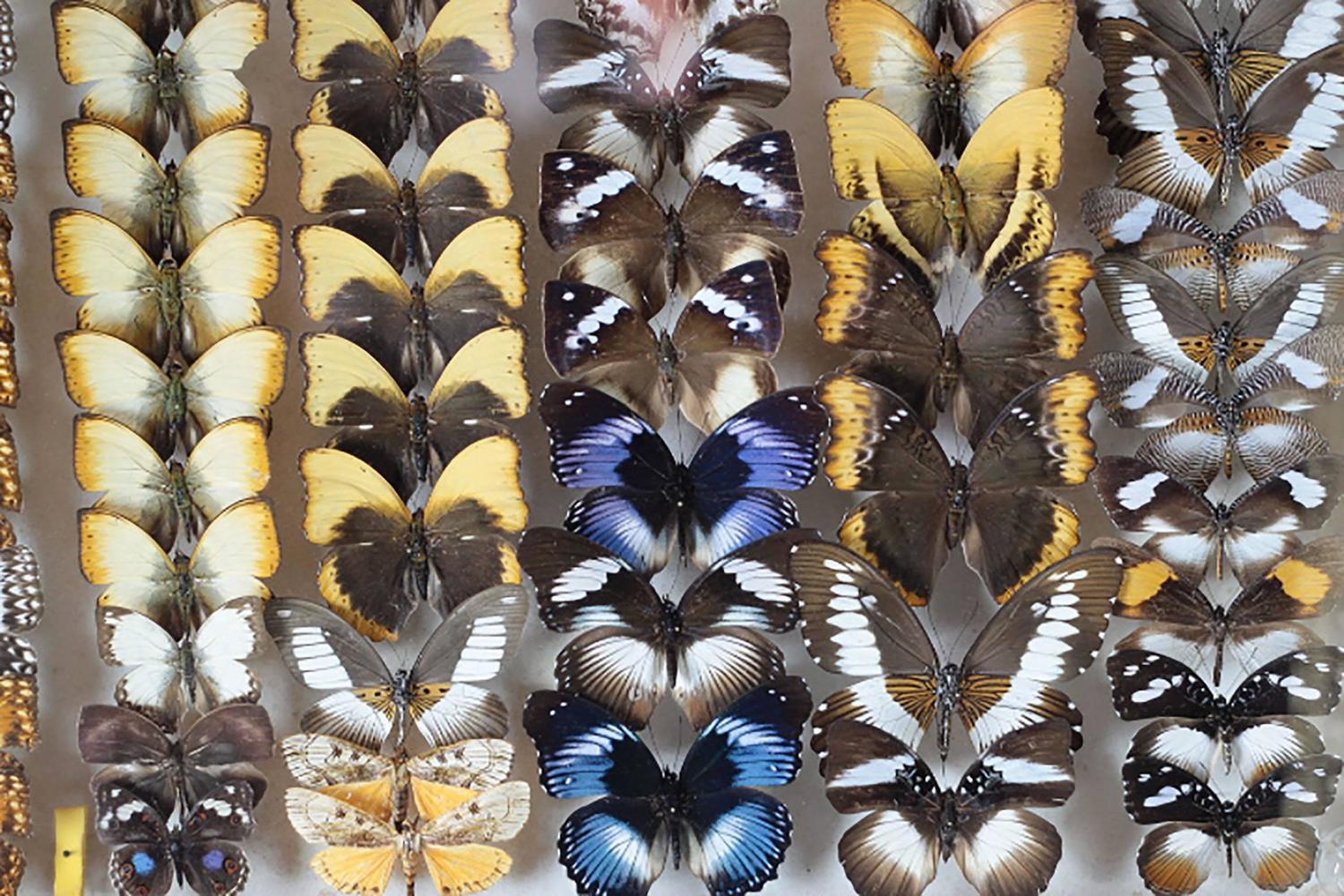 Collection of Rare Butterflies For Sale at 1stdibs