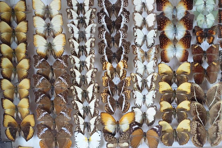 Collection of Rare Butterflies at 1stdibs