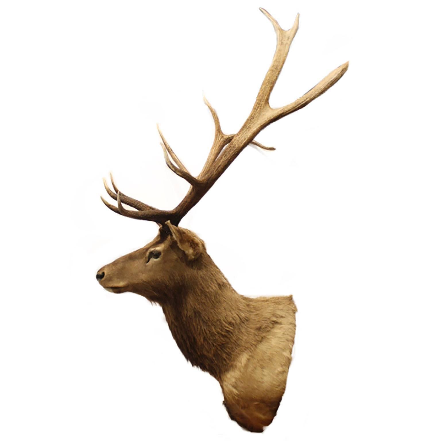 14 point bull elk culled legally from Ted Turner's ranch in Montana as part of a program with the local Native American tribe to control the herd population. This elk should mount was on display for two years at the Museum of the Rockies in Bozeman,