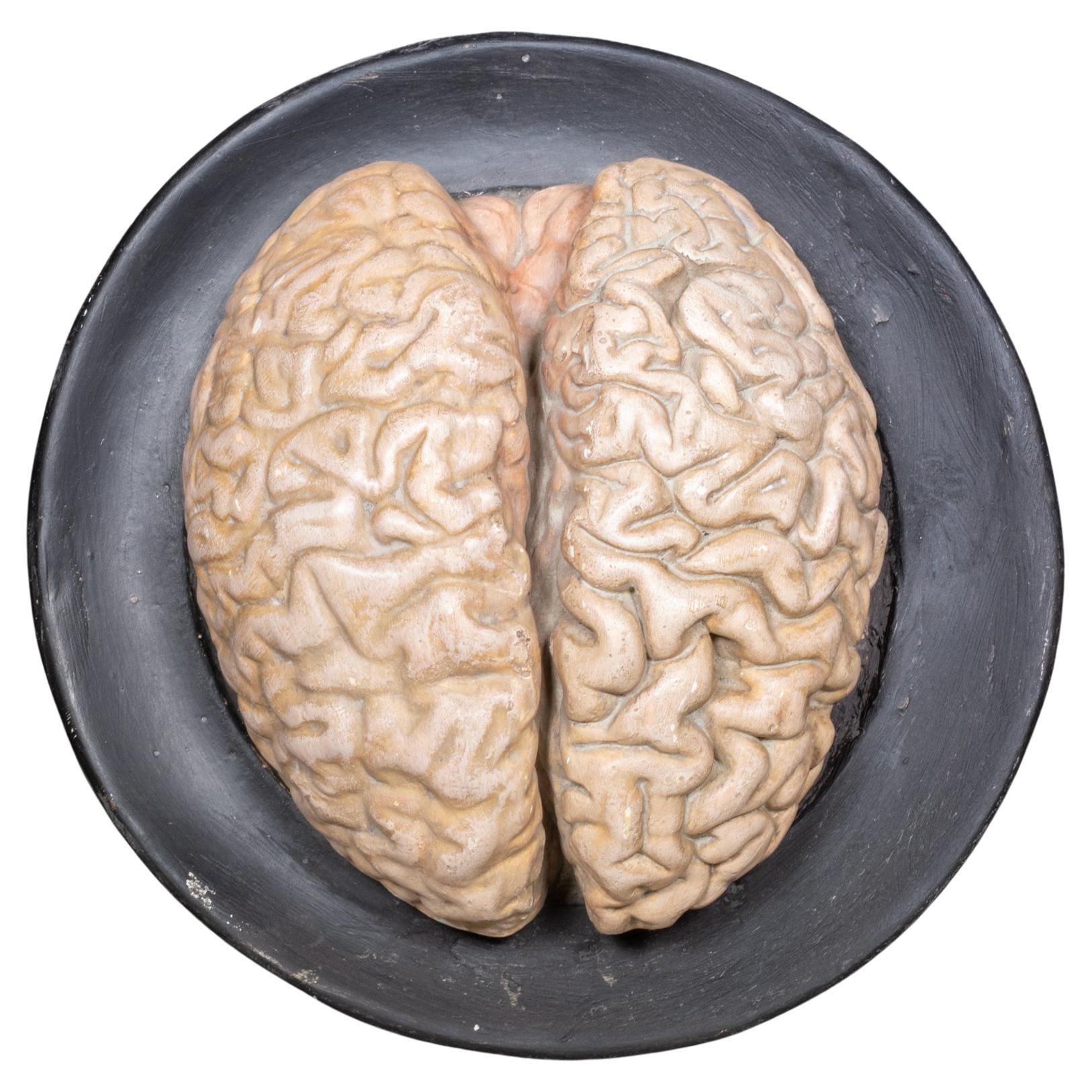 19th c. Bock-Steger Anatomical Brain Model, Germany For Sale