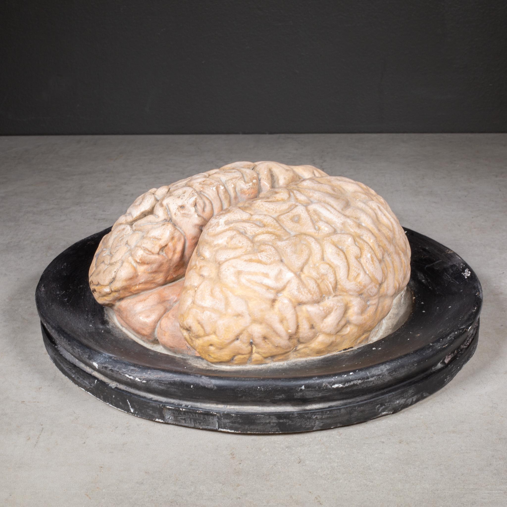 Victorian 19th c. Bock-Steger Anatomical Brain Model, Germany For Sale