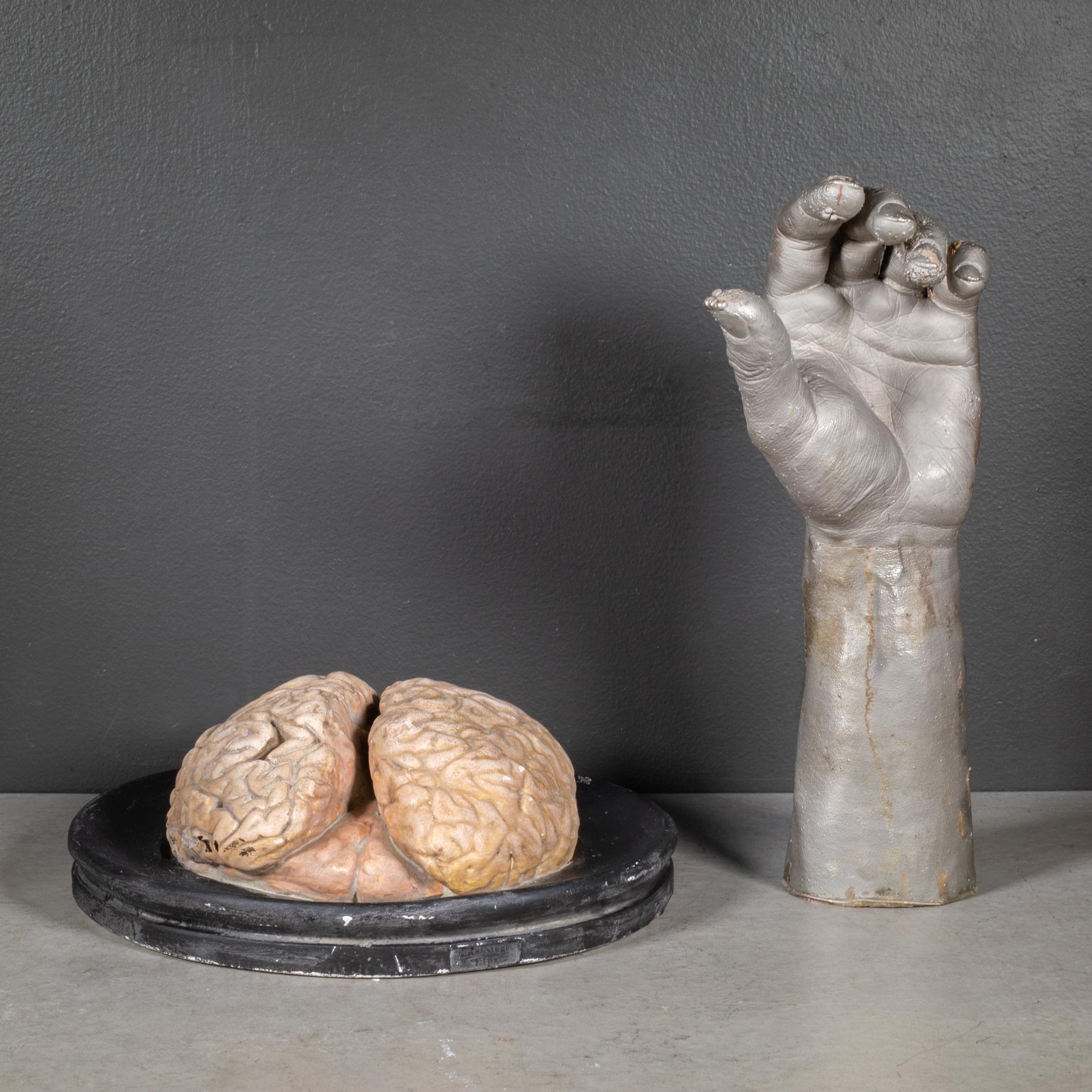 19th c. Bock-Steger Anatomical Brain Model, Germany For Sale 1