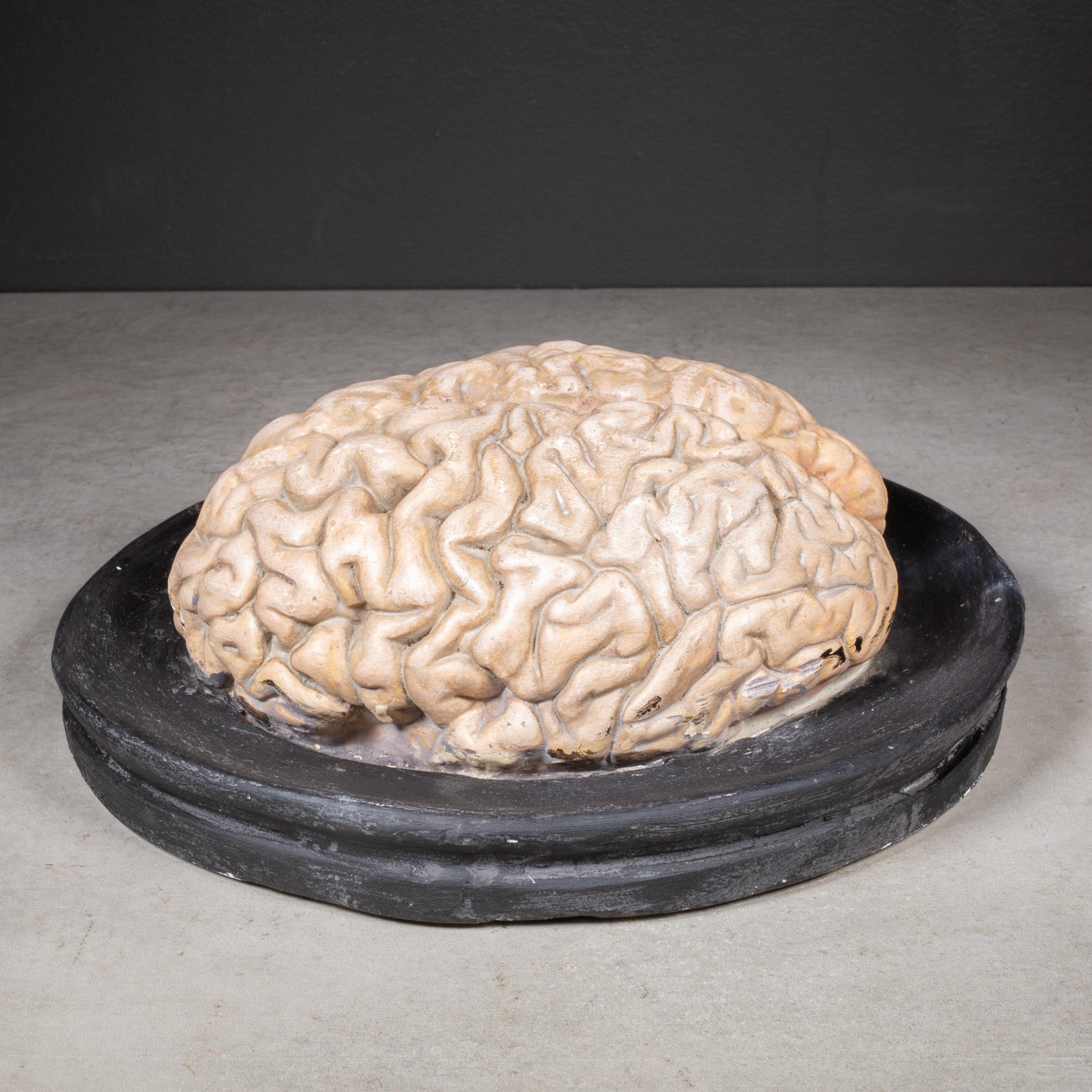 19th Century 19th c. Bock-Steger Anatomical Brain Model, Germany For Sale