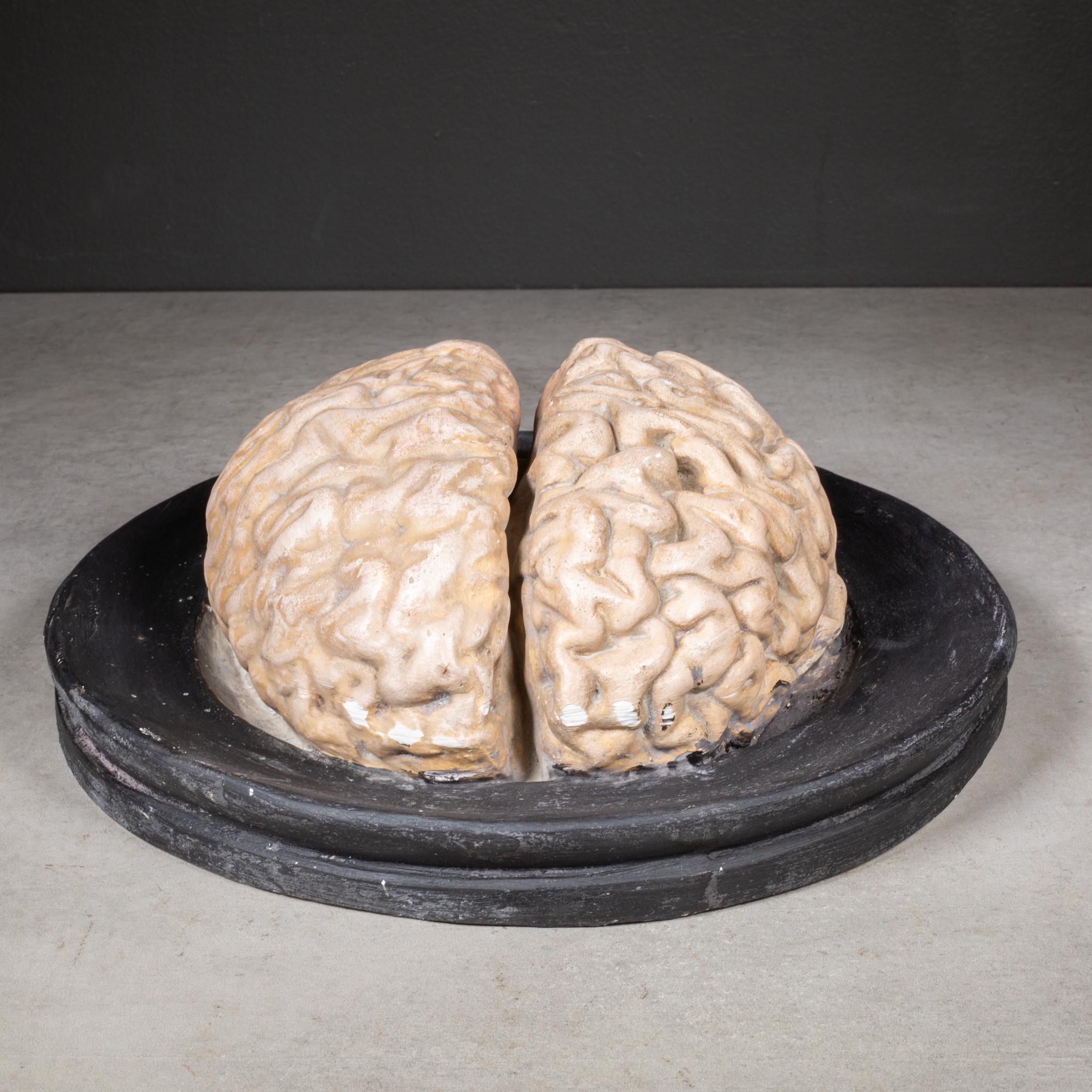 Plaster 19th c. Bock-Steger Anatomical Brain Model, Germany For Sale