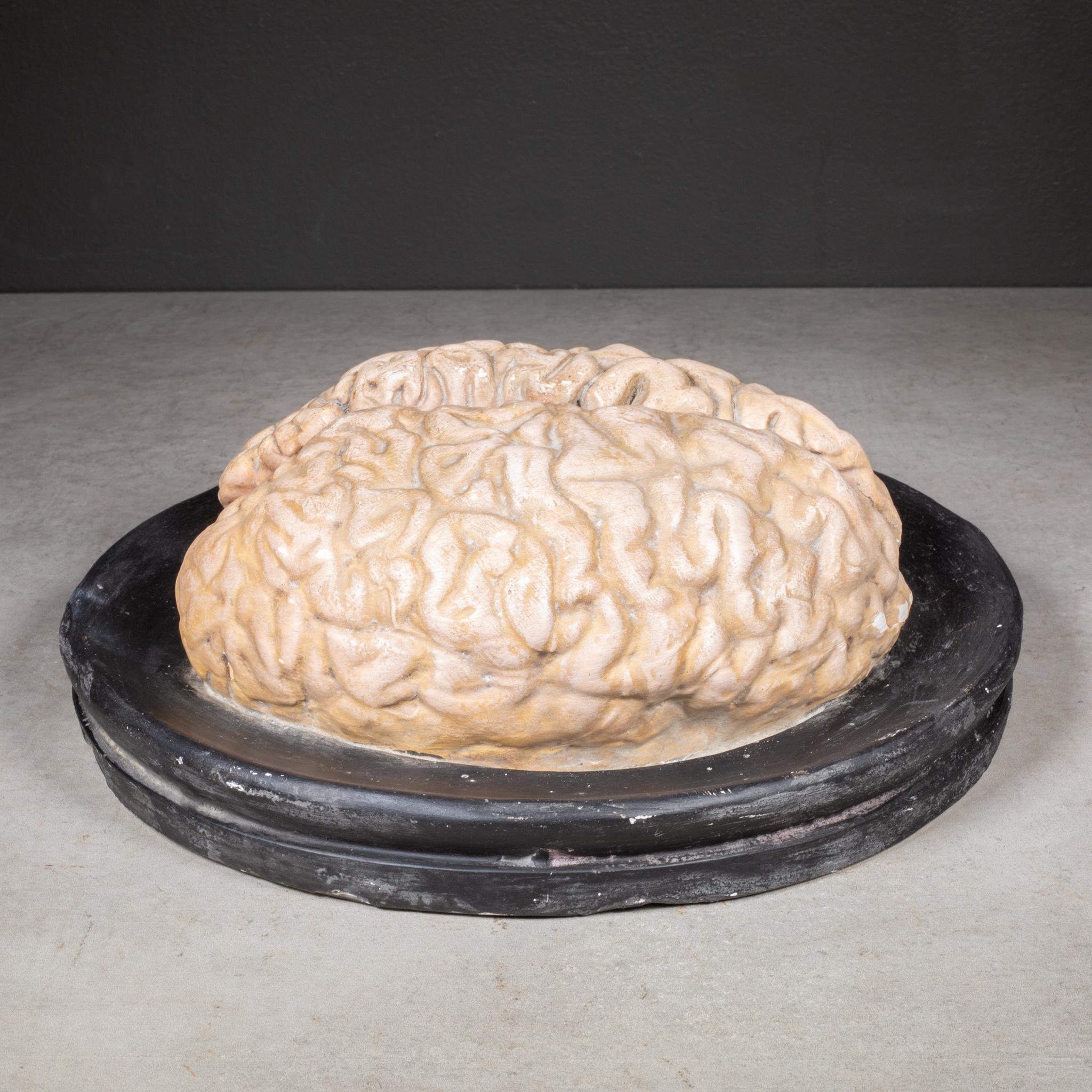 19th c. Bock-Steger Anatomical Brain Model, Germany In Good Condition For Sale In San Francisco, CA