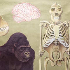 Vintage Gorilla Classroom Anatomy Scroll c.1959