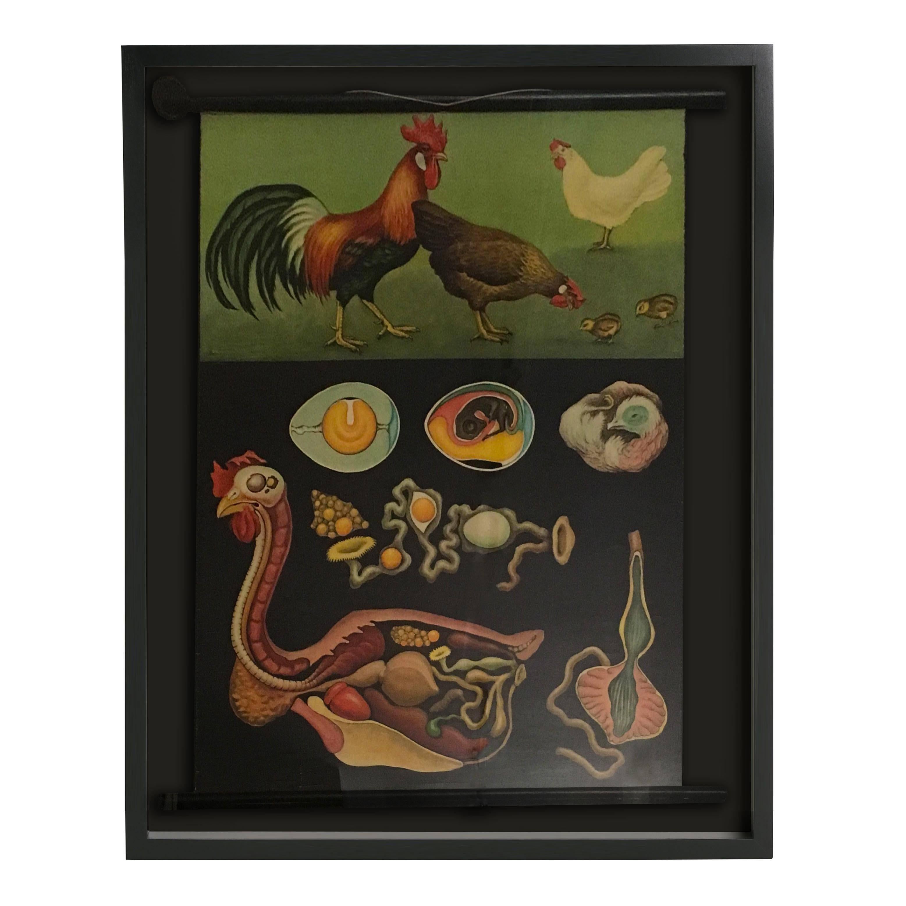 Price is per piece. May sell individually.

Newly framed German scientific scrolls of a chicken, pig and cow. Beautifully vivid colors depict the biology of each animal. 
Shadowboxed in a two inch black matte frame. The scrolls are set back in