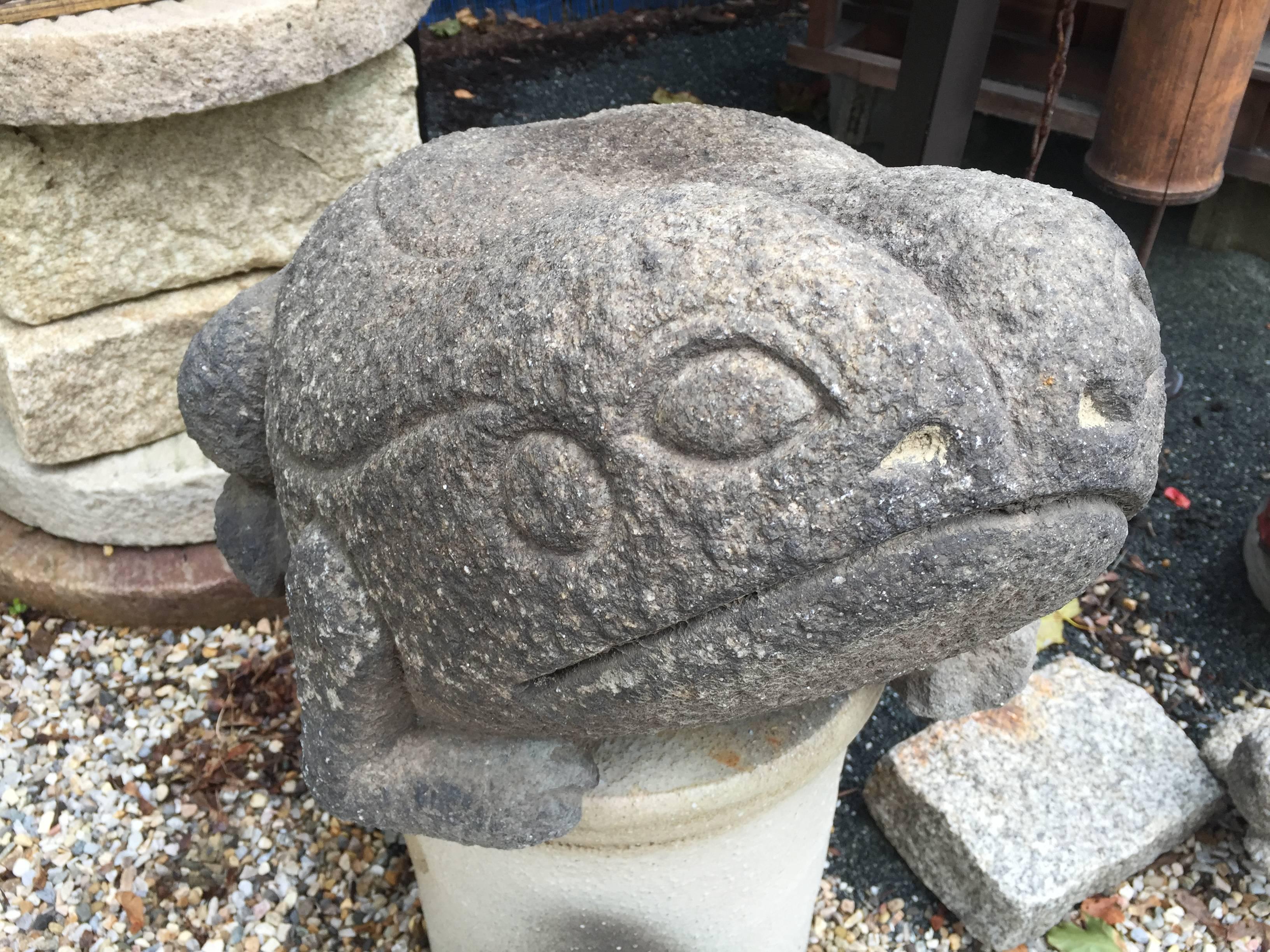 A delightful opportunity to acquire a rare and Giant Japanese hand-carved stone frog sculpture fresh from an old Shga Japan garden and dating to the early 20th century. Look at the superb carving detail on his surfaces - a master work of a seasoned