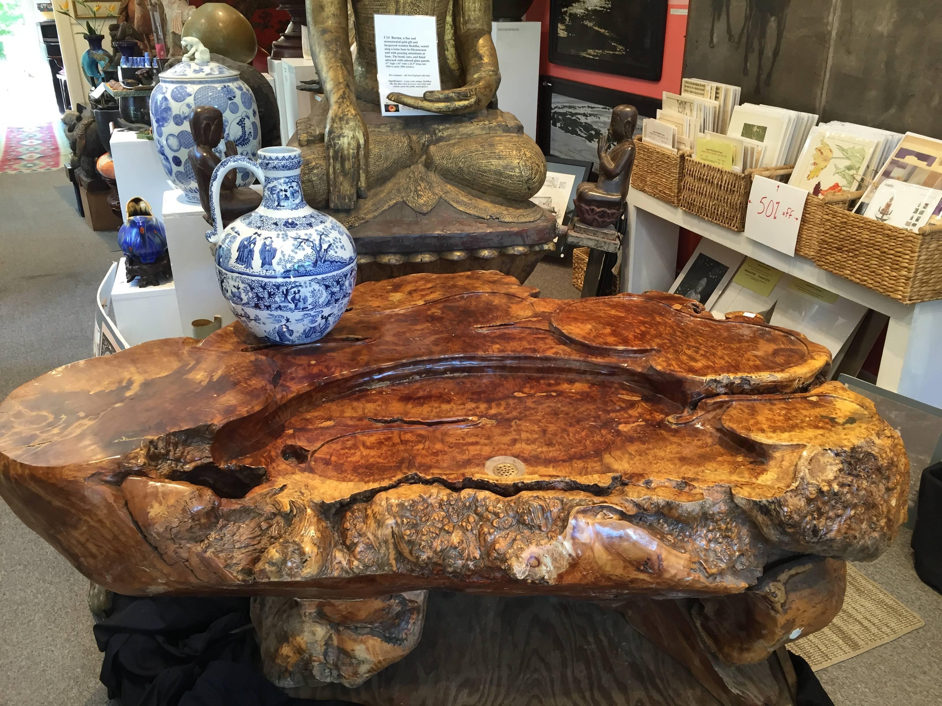 An extraordinary example of a burlwood natural organic wood coffee or display table and desk hand crafted from a rare golden camphor wood root and burl. 

This table would make a spectacular accent for home, office, or high end store decor and serve