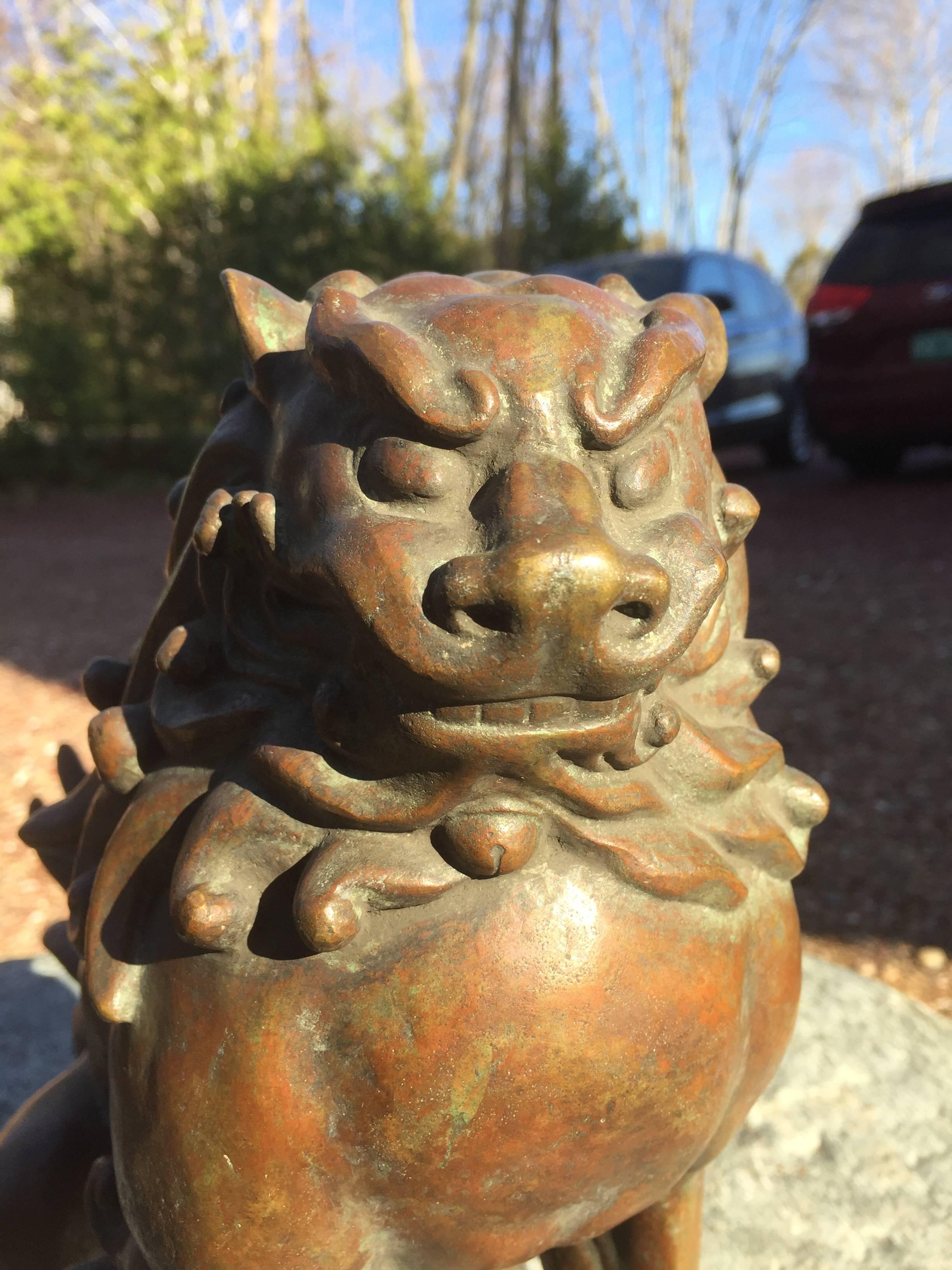 Japanese Fine Bronze Antique Lion Garden Dog with original collector box In Good Condition In South Burlington, VT