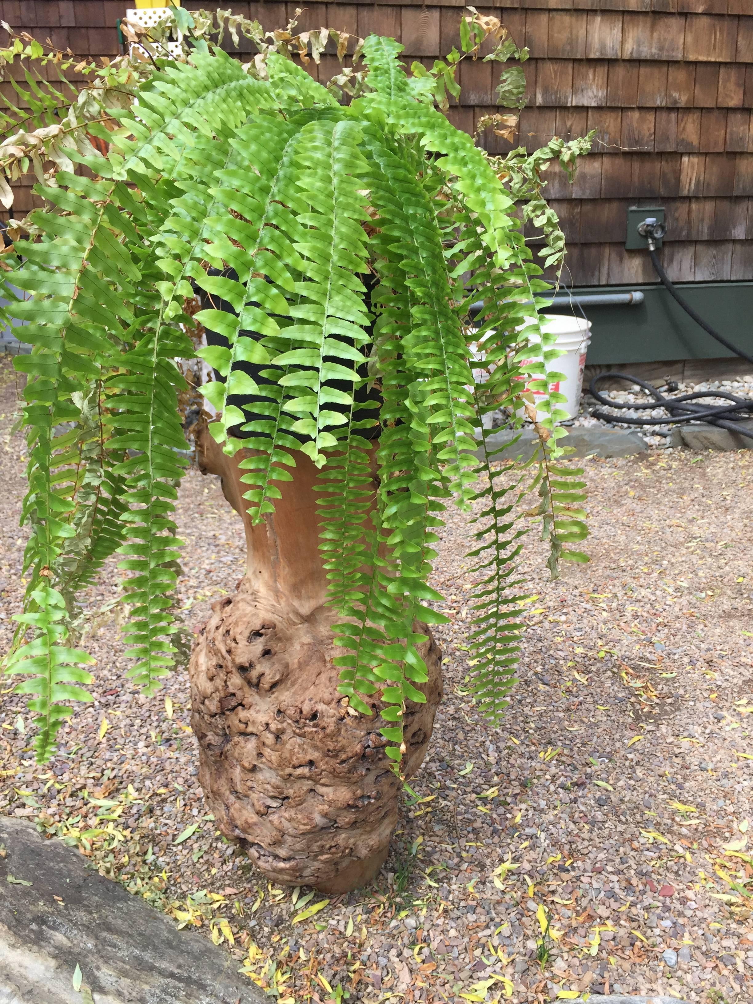 tree root vase