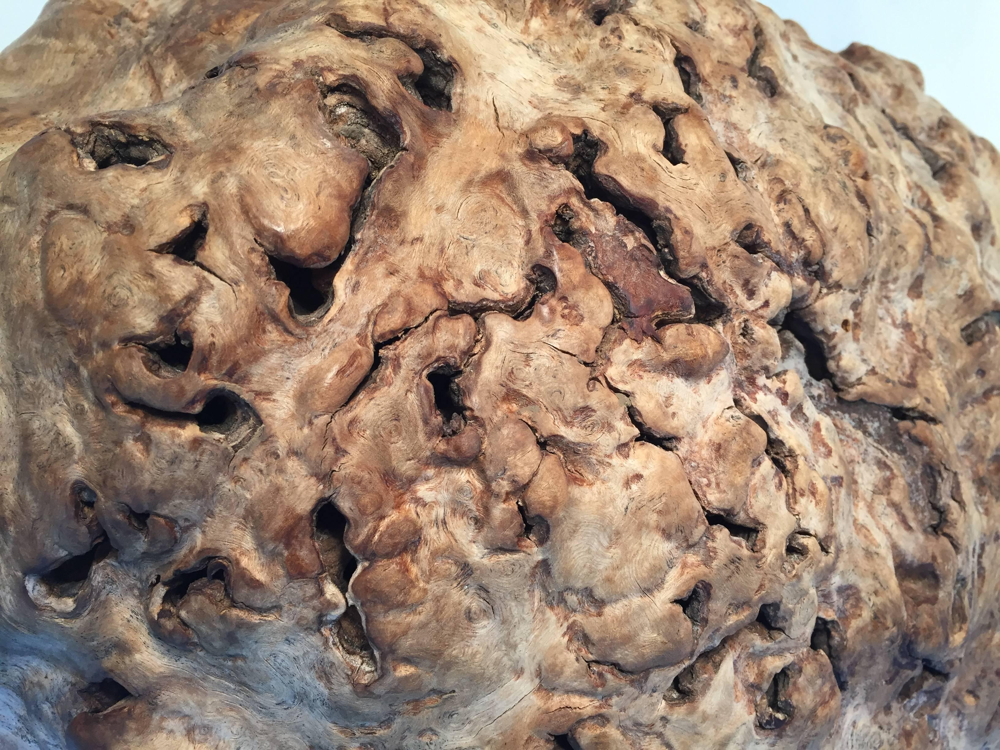 Big Beautiful Old Japanese Natural Organic Root Wood Burl  Vase Sculpture In Good Condition In South Burlington, VT