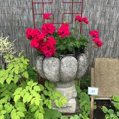 Japan Antique Hand-Carved Stone Chrysanthemum Petals Water or Plant Basin