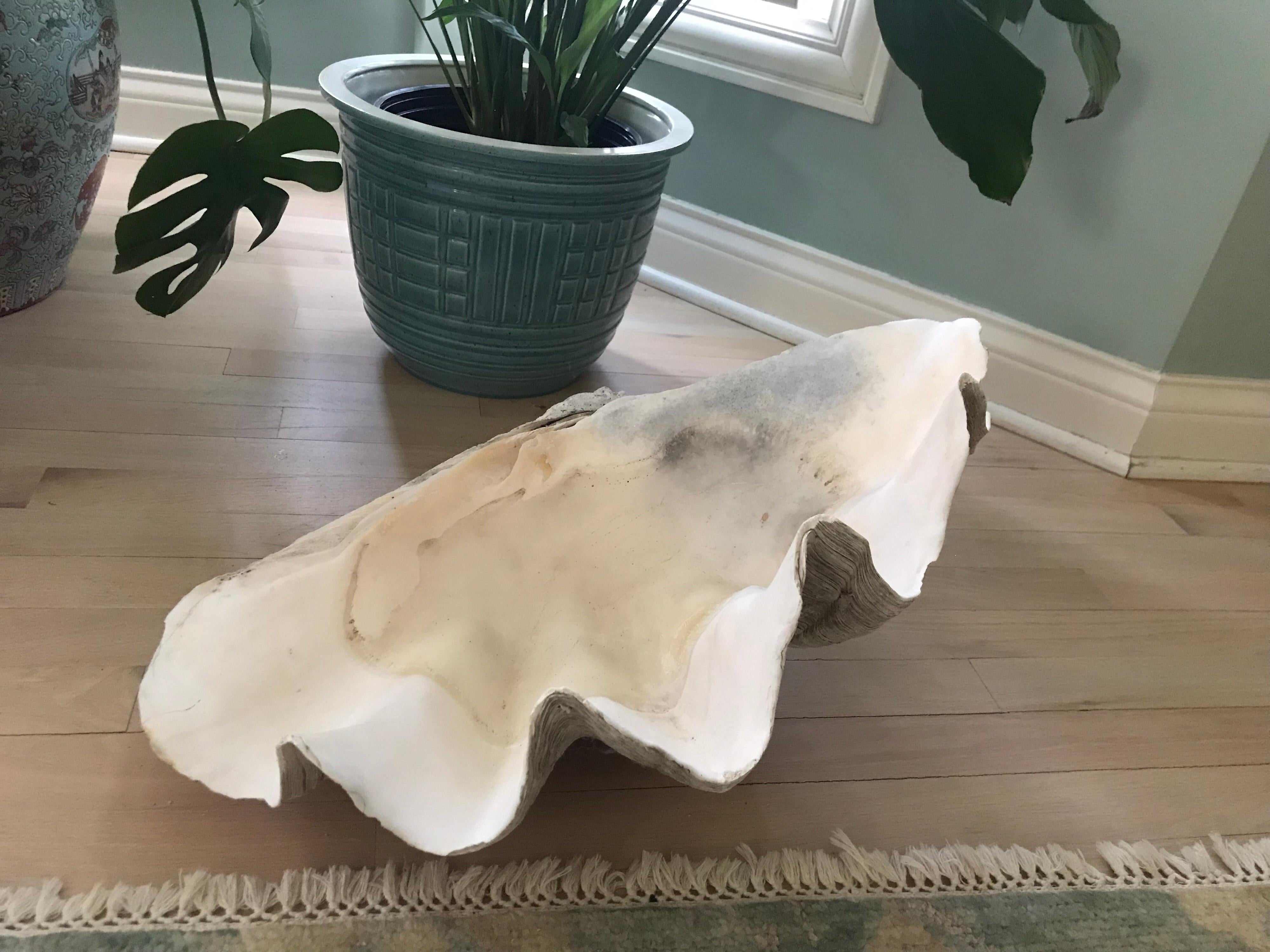 This is a vintage large clam shell from the South Pacific.