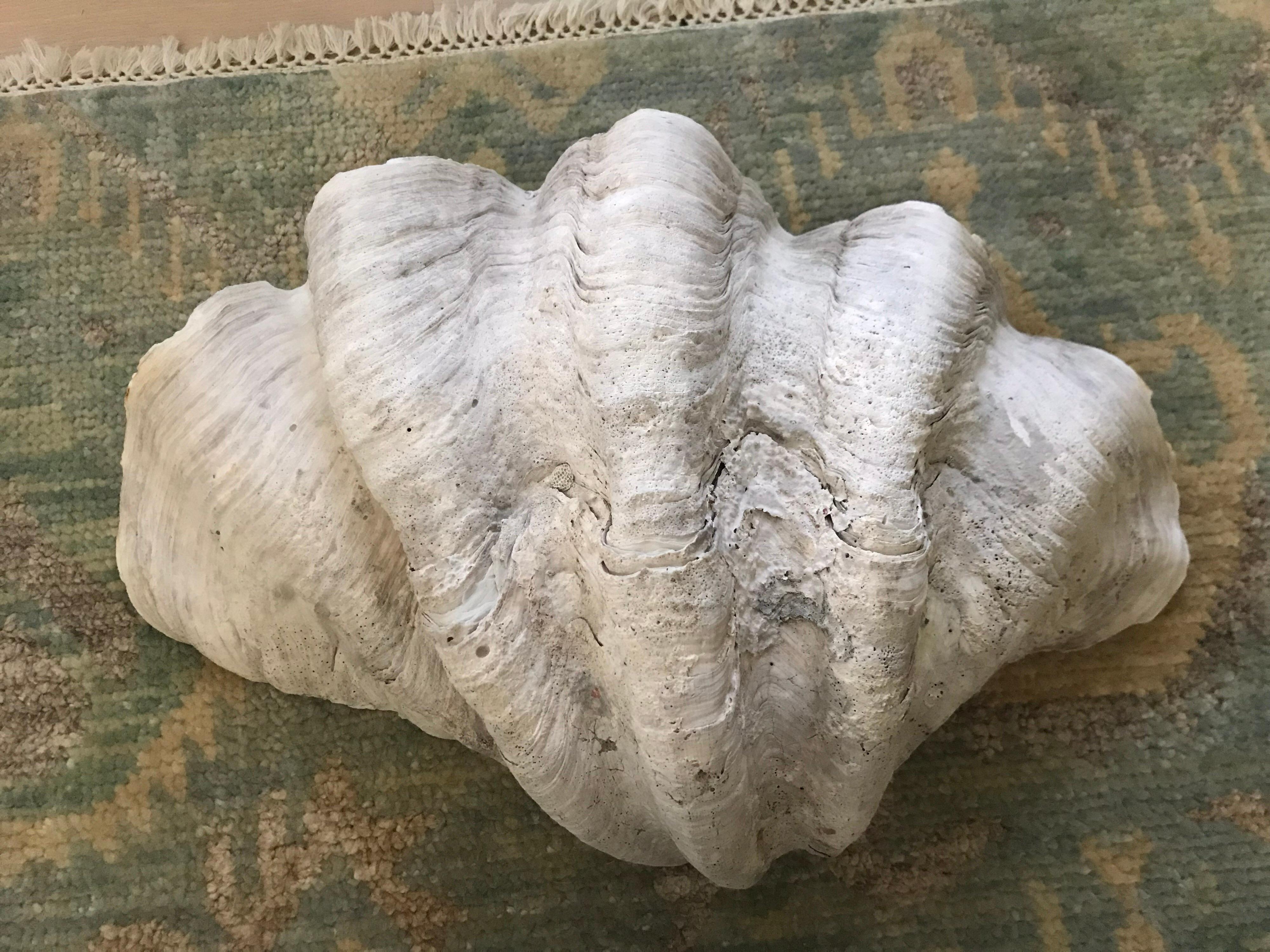 Tridacna Gigas Clam Shell In Good Condition In Chicago, IL