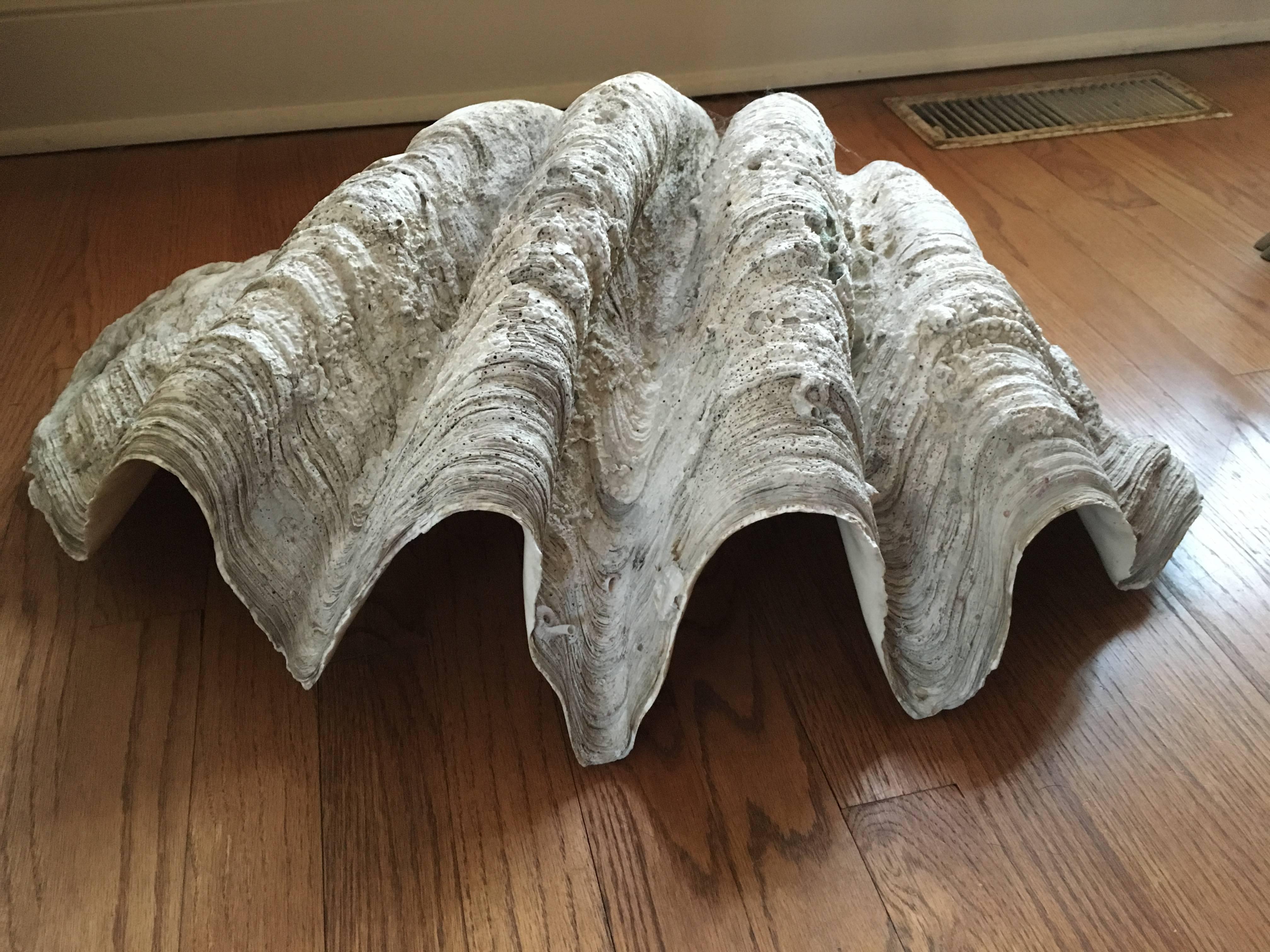 Tridacna Giga Shell In Good Condition In Chicago, IL