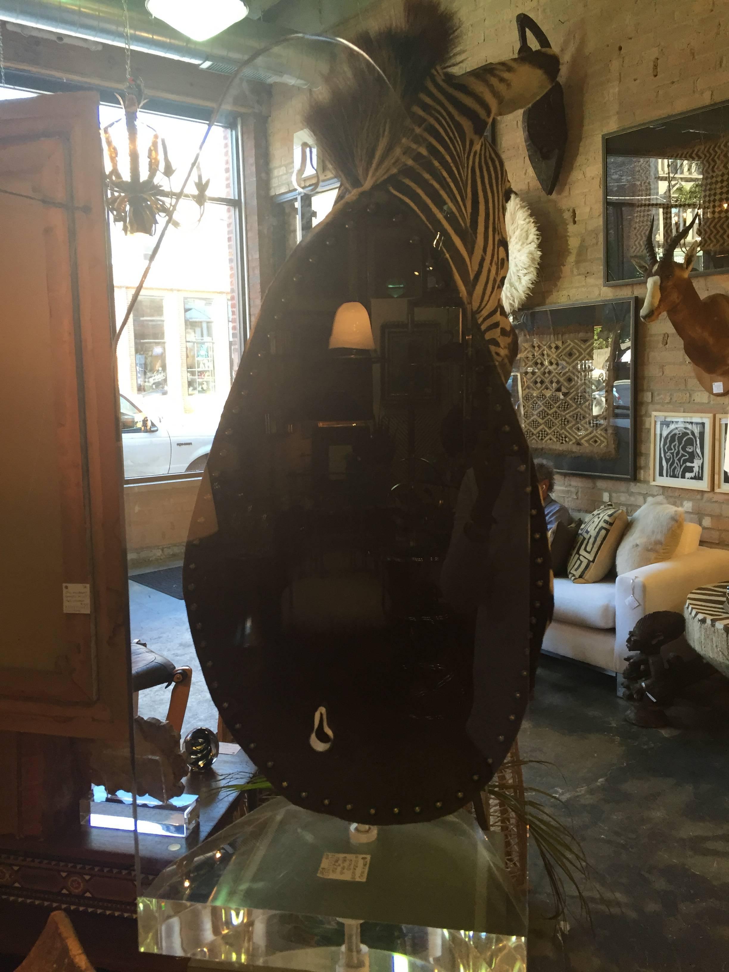 20th Century Zebra Mount Taxidermy