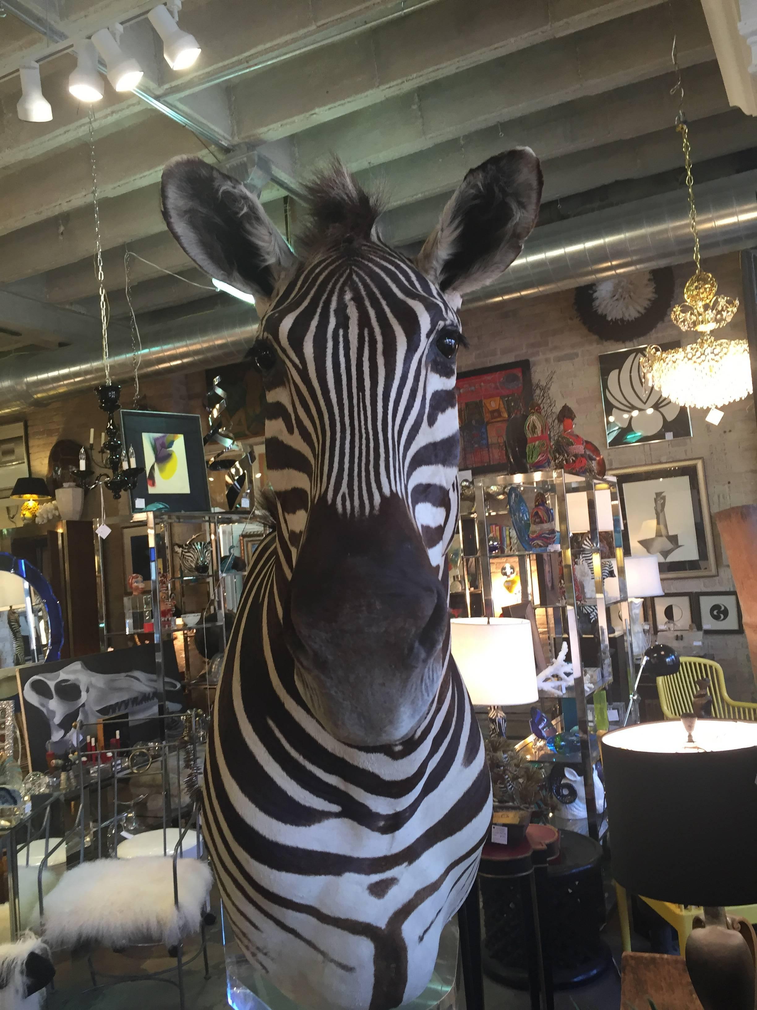 Zebra Mount Taxidermy 1
