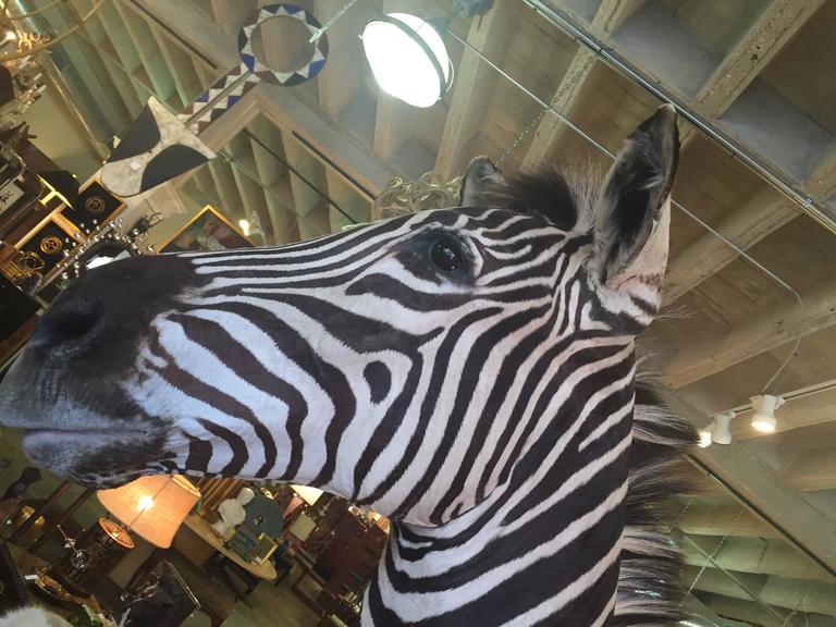 Zebra Mount Taxidermy at 1stDibs