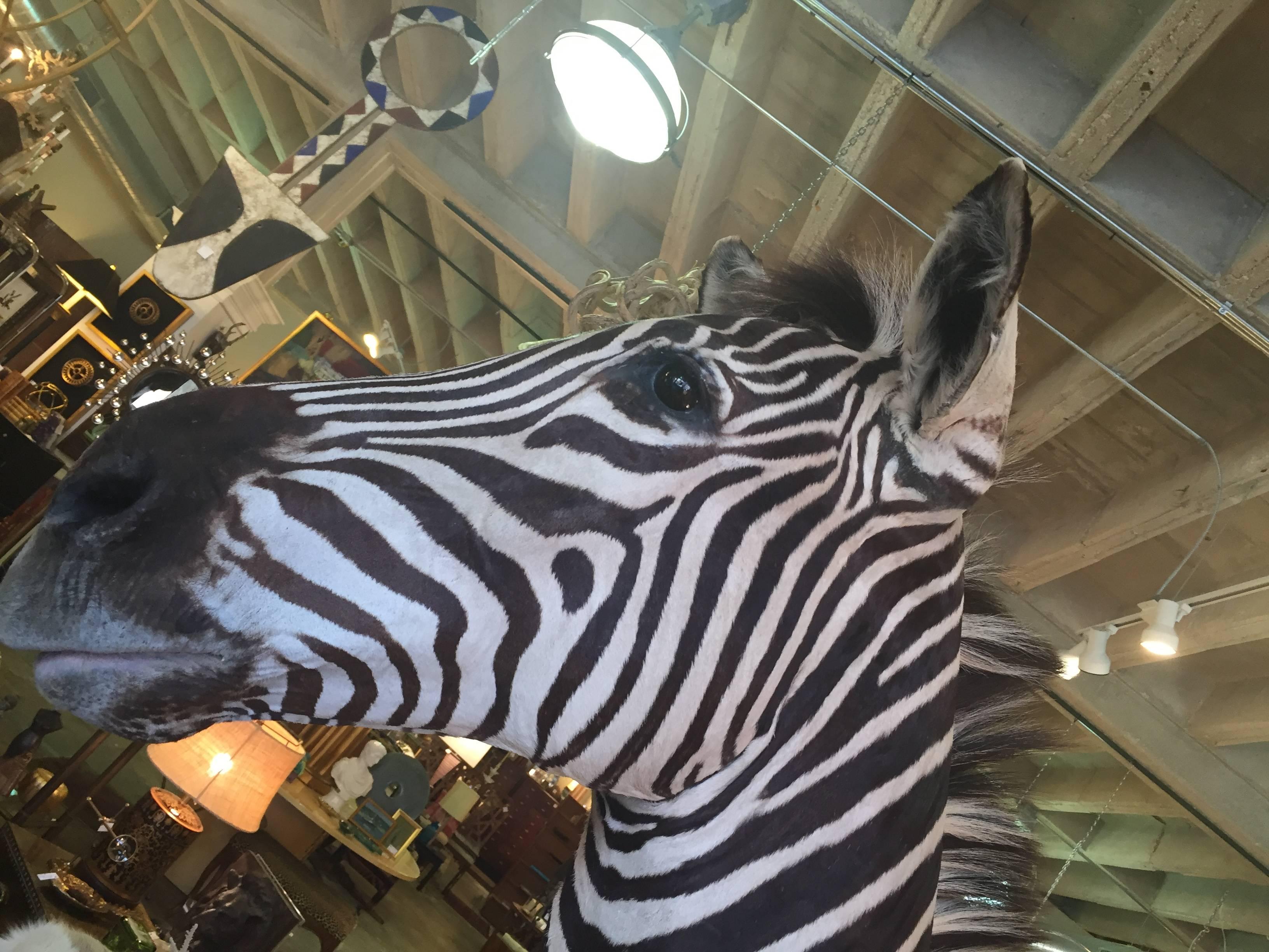 A 20th century taxidermy shoulder mount zebra, beautifully displayed on a Lucite shelf with wall mounting capability. A beautiful specimen. (We have two!!).