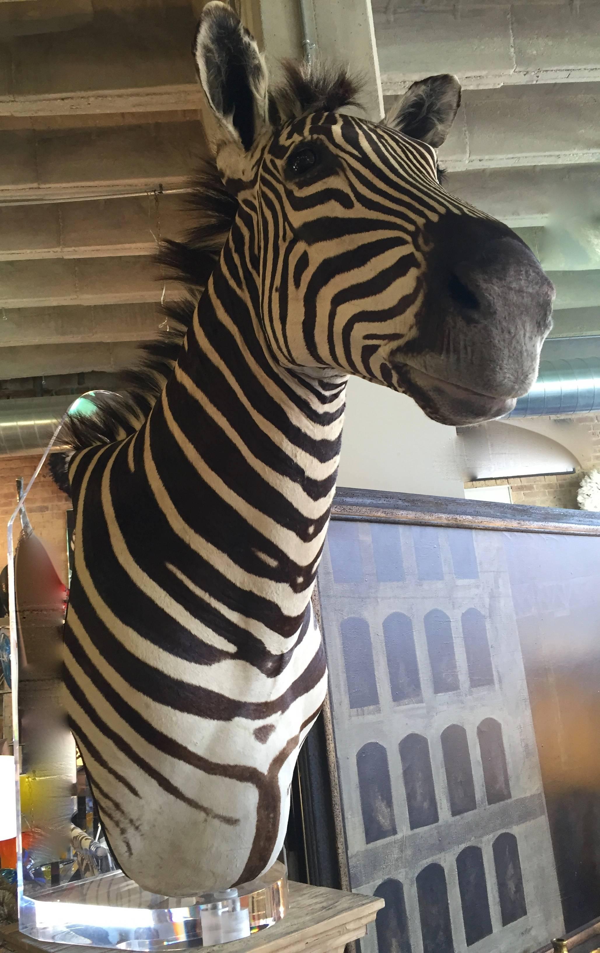 Zebra Mount Taxidermy 3