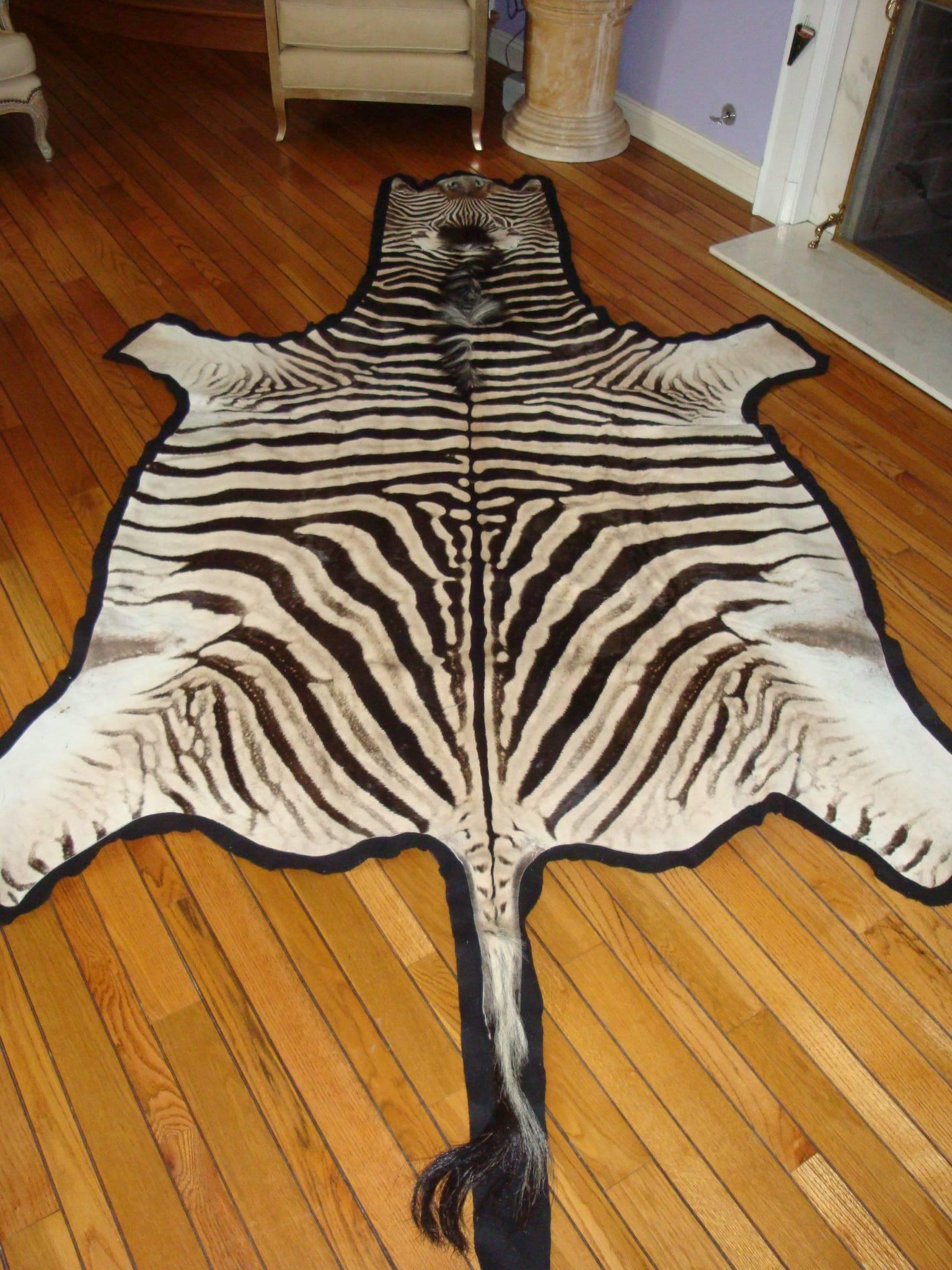 burchell's zebra for sale