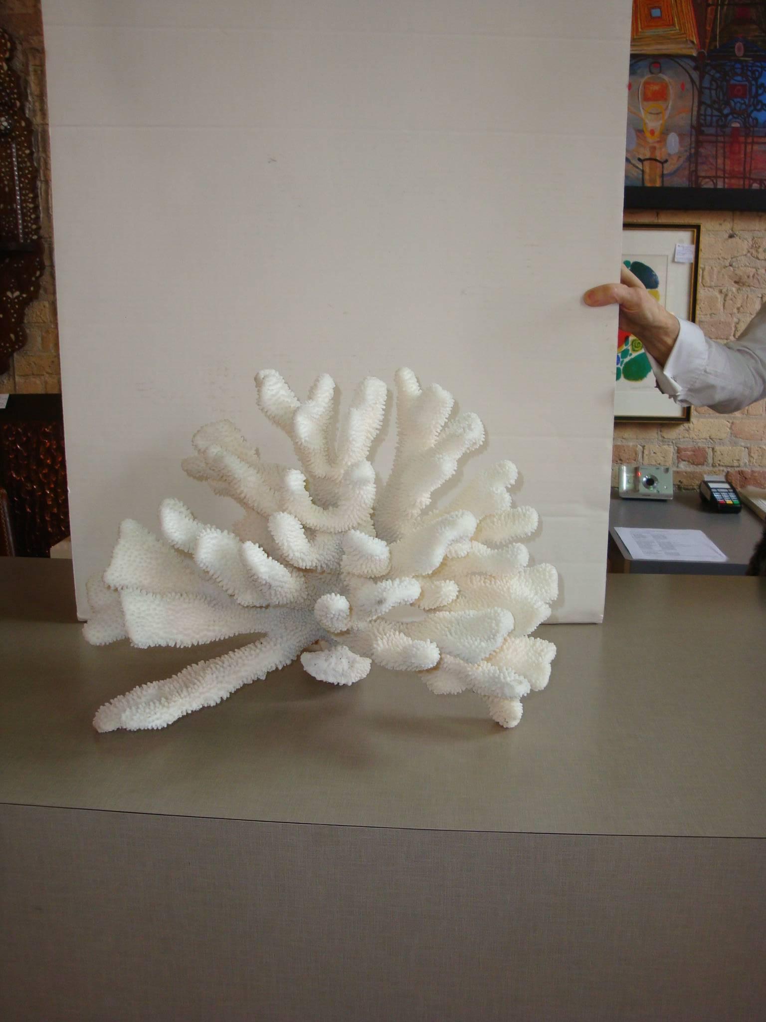This is a large piece of pacific elkhorn coral.
