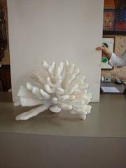 Pacific Elkhorn Coral