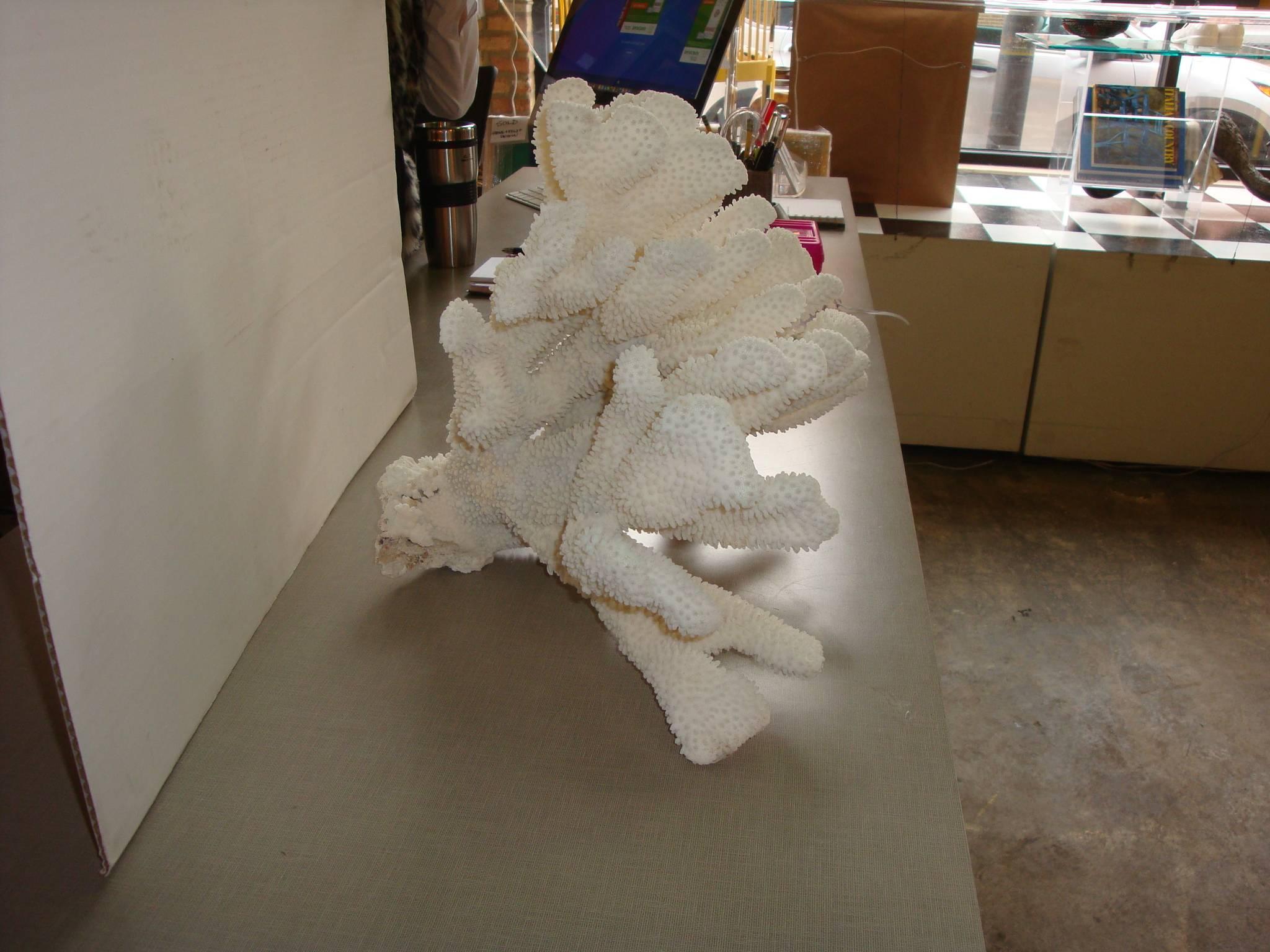 elkhorn coral for sale