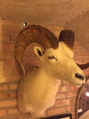 Rocky Mountain Big Horn Sheep