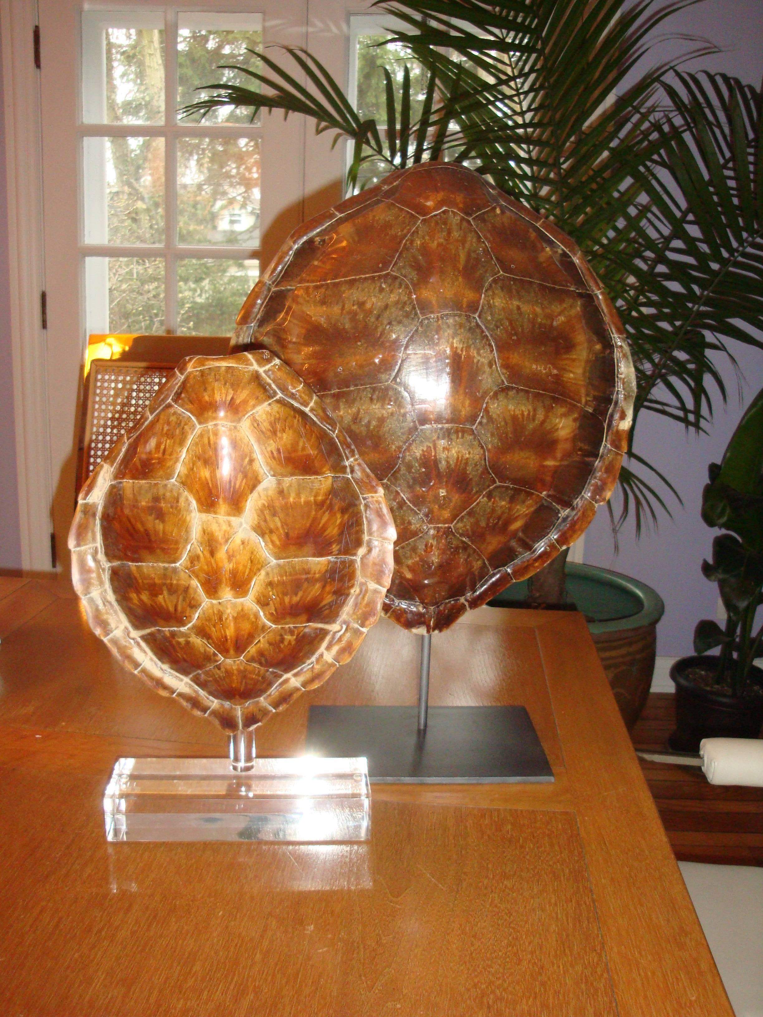 This is a pair of antique sea turtles of different sizes on Lucite and metal stands.