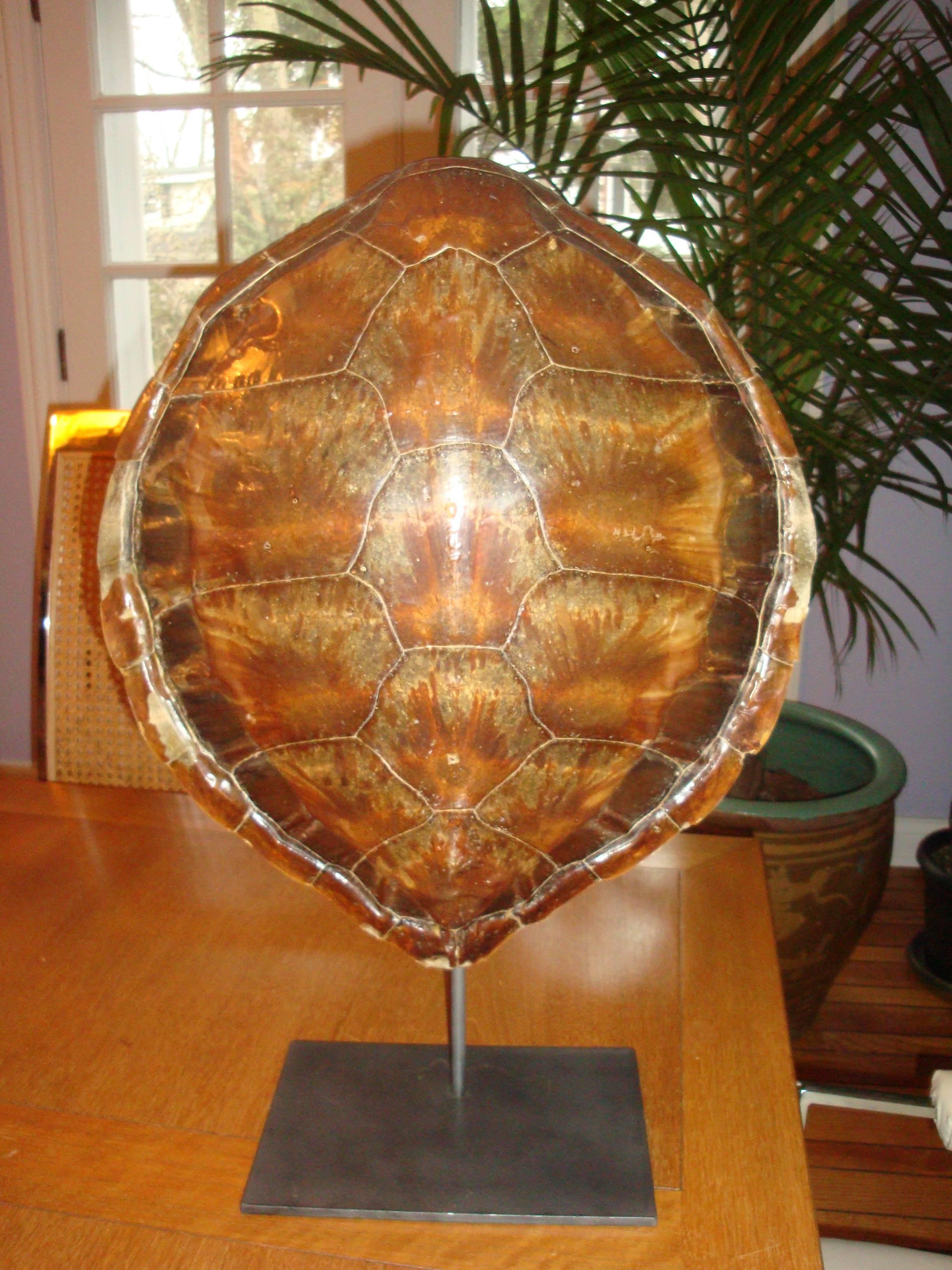 American Pair of Antique Sea Turtles on Stands