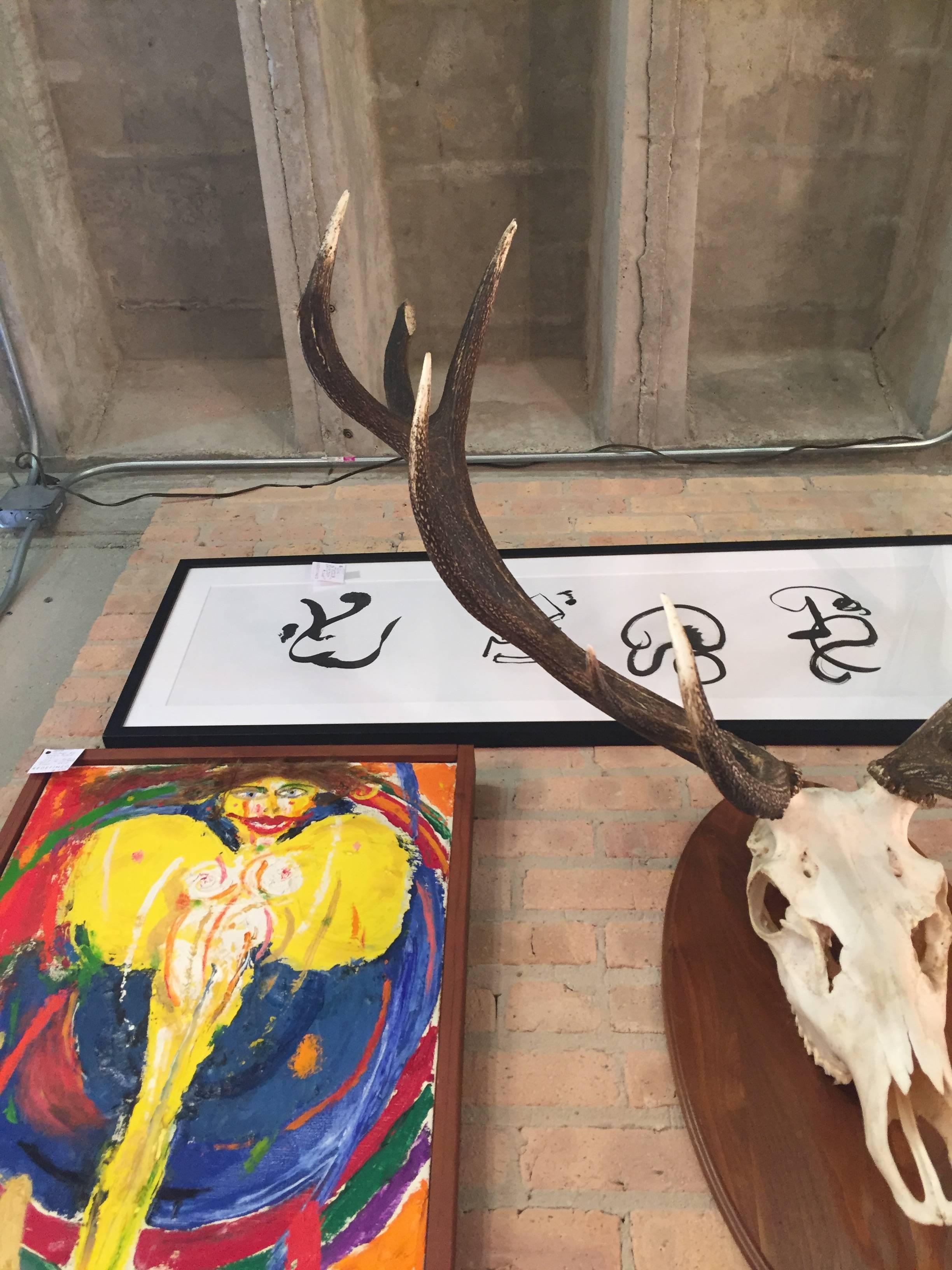 Argentine Mule Deer Horns and Skull