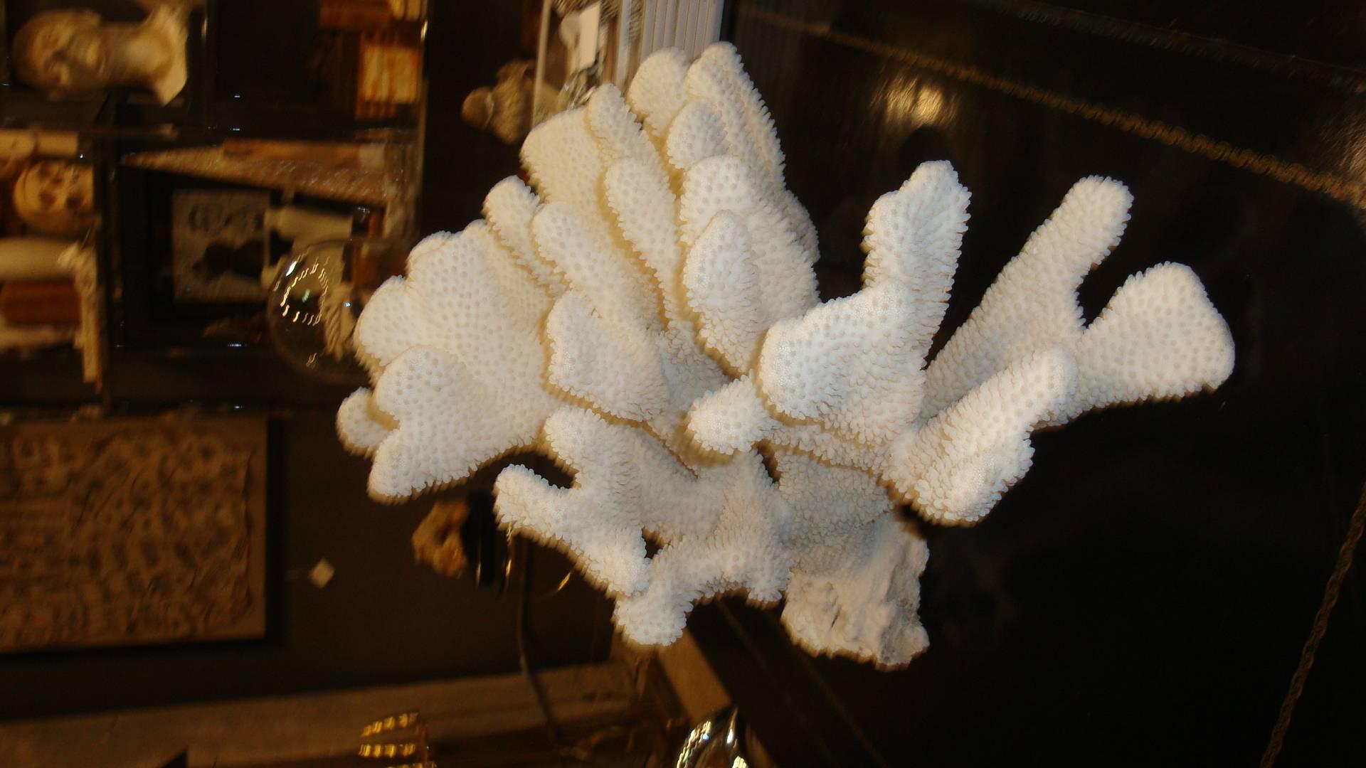 This is a beautiful extra large piece of Pacific Elkhorn Coral from the Philippines.