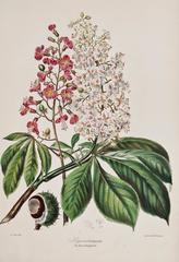 Antique The Horse-Chestnut Tribe, Print, 1849-1855