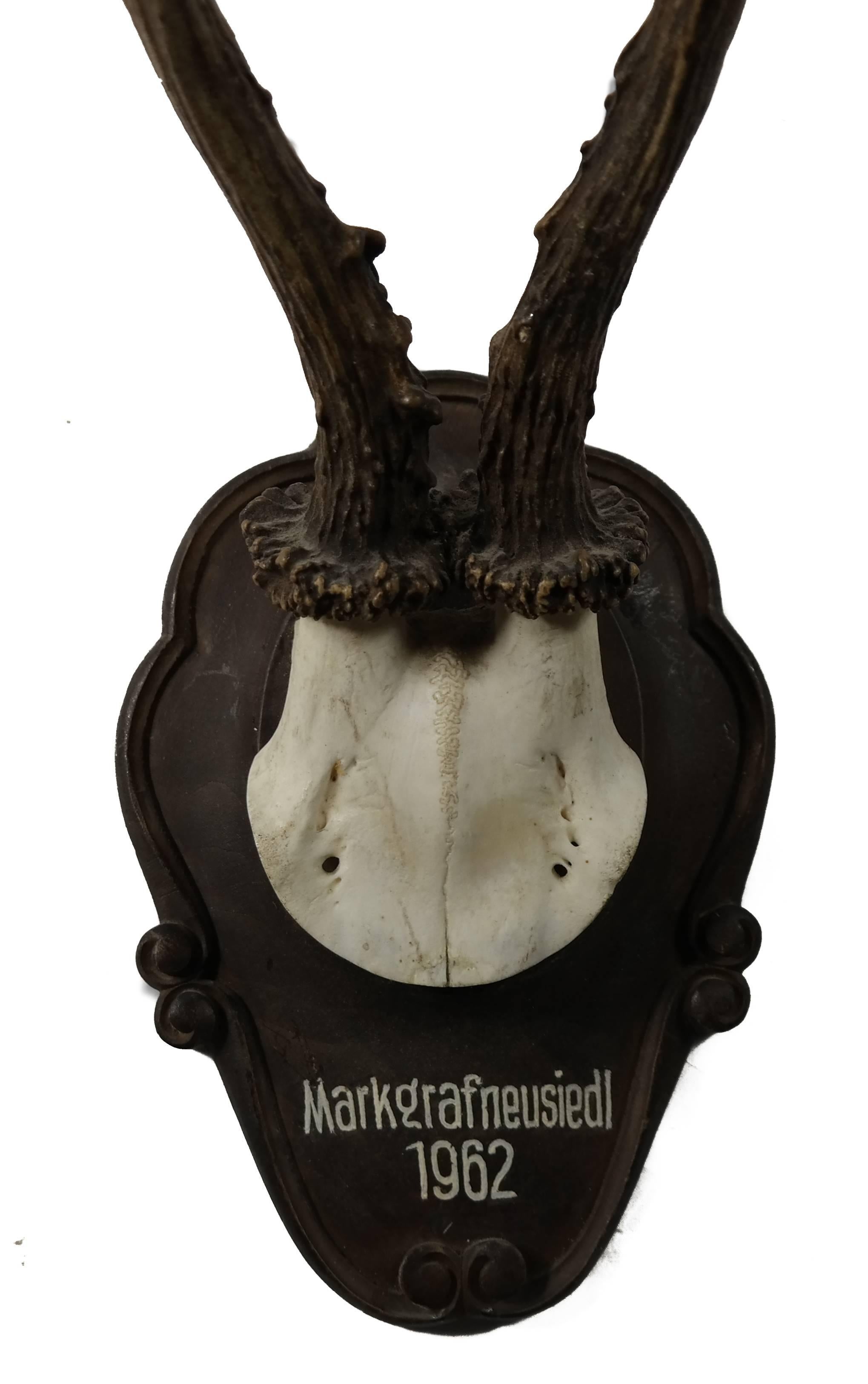 German, Trophy roe deer head mounted on hand-carved black forest plaques. Each plaque contains the location and date of kill, marked in white paint. 

15 in stock

