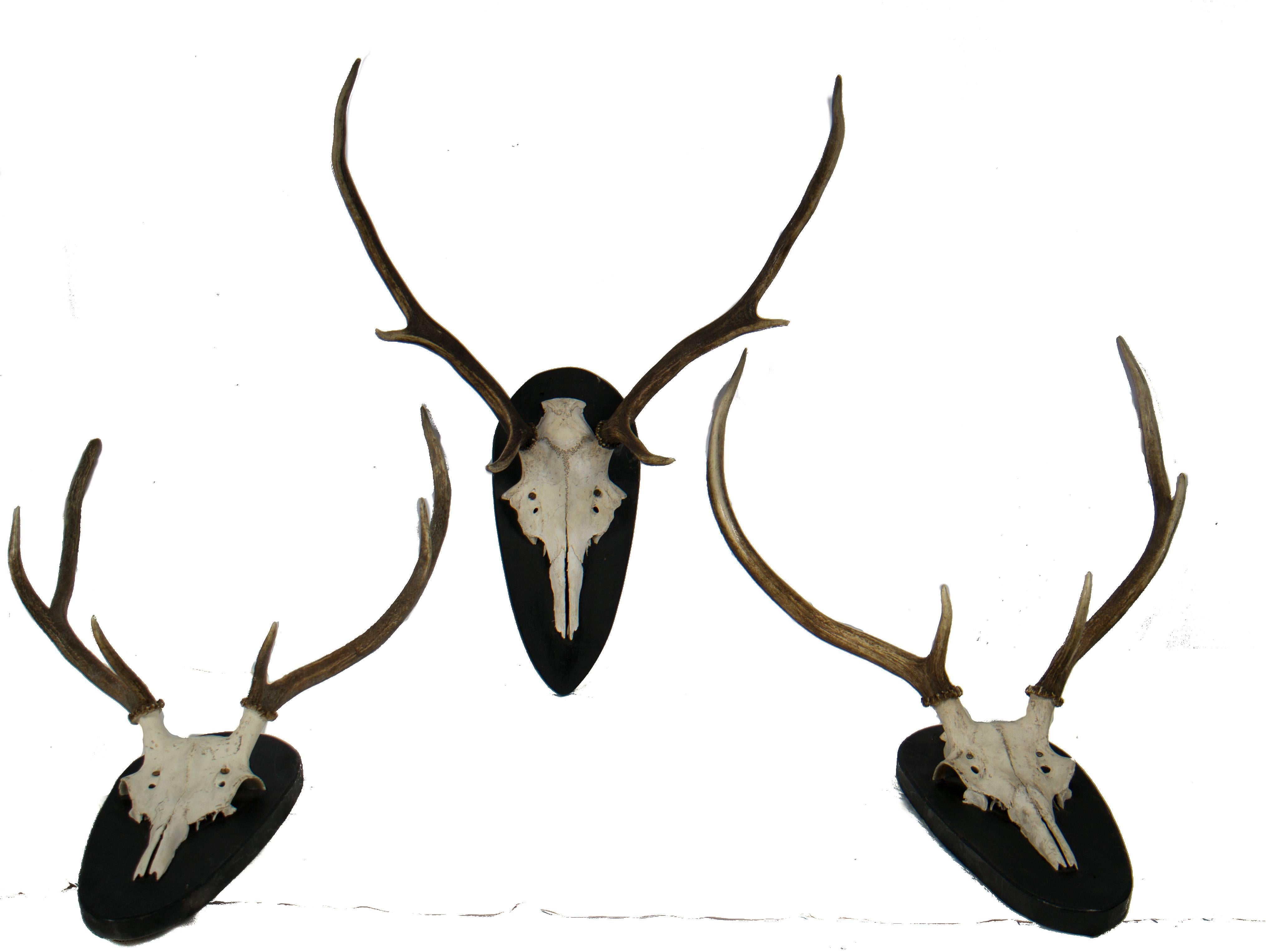German stag skulls mounted on black plaques. Ca. 1960

1 in stock
Volume discounts available